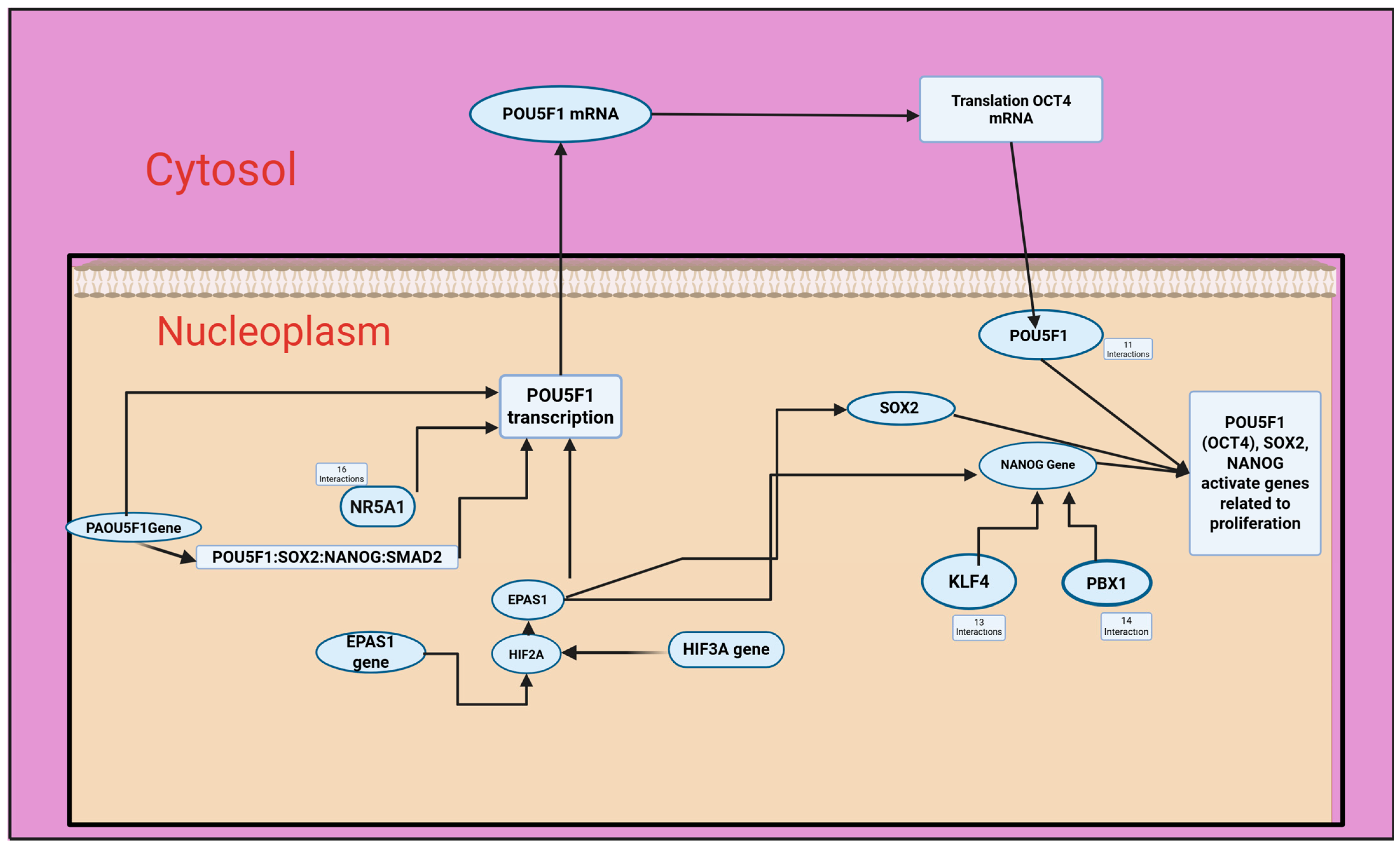 Antioxidants 14 00879 g005