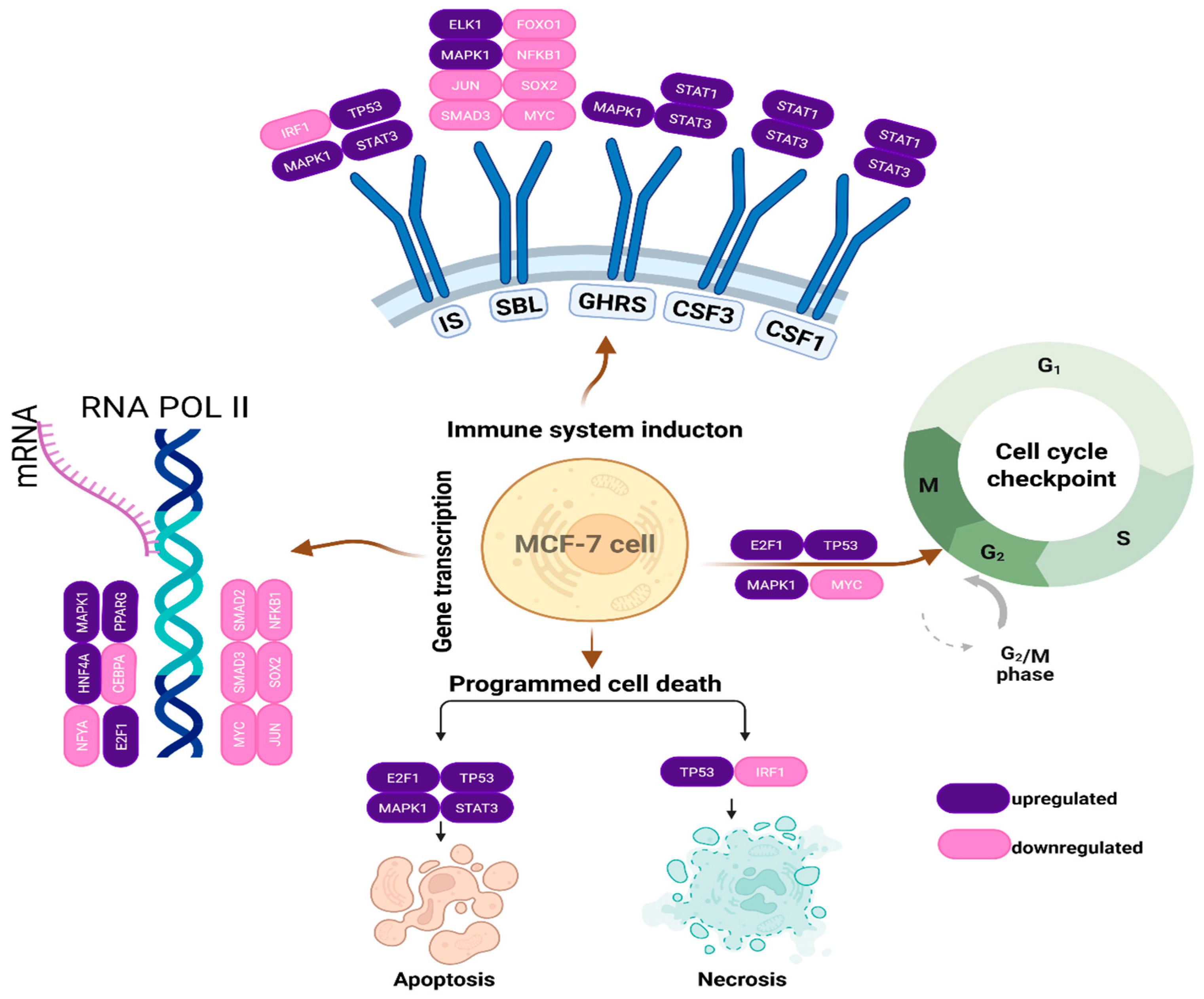 Antioxidants 14 00879 g006