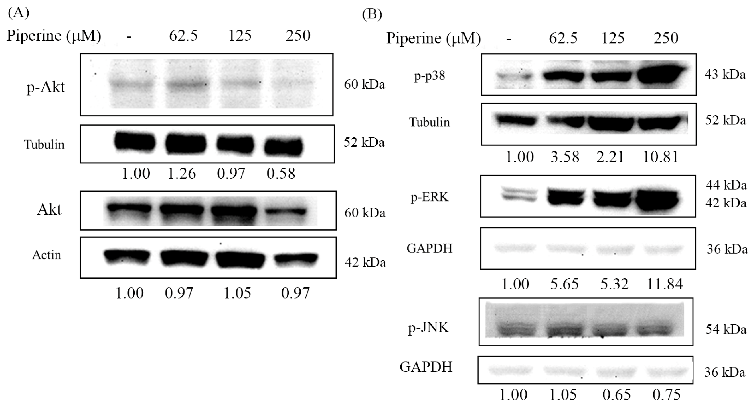 Antioxidants 14 00892 g006 Antioxidants 14 00892 g006