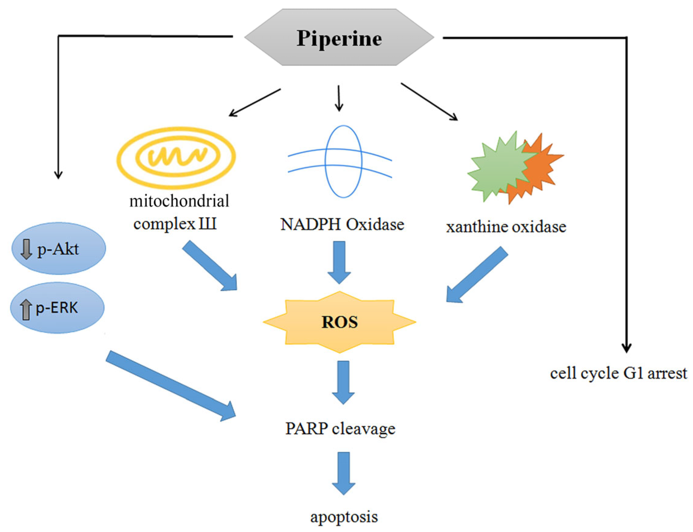 Antioxidants 14 00892 g009 Antioxidants 14 00892 g009