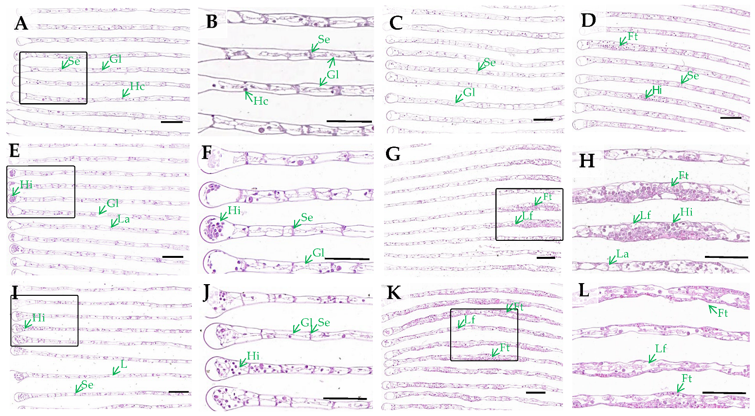 Antioxidants 14 00897 g001