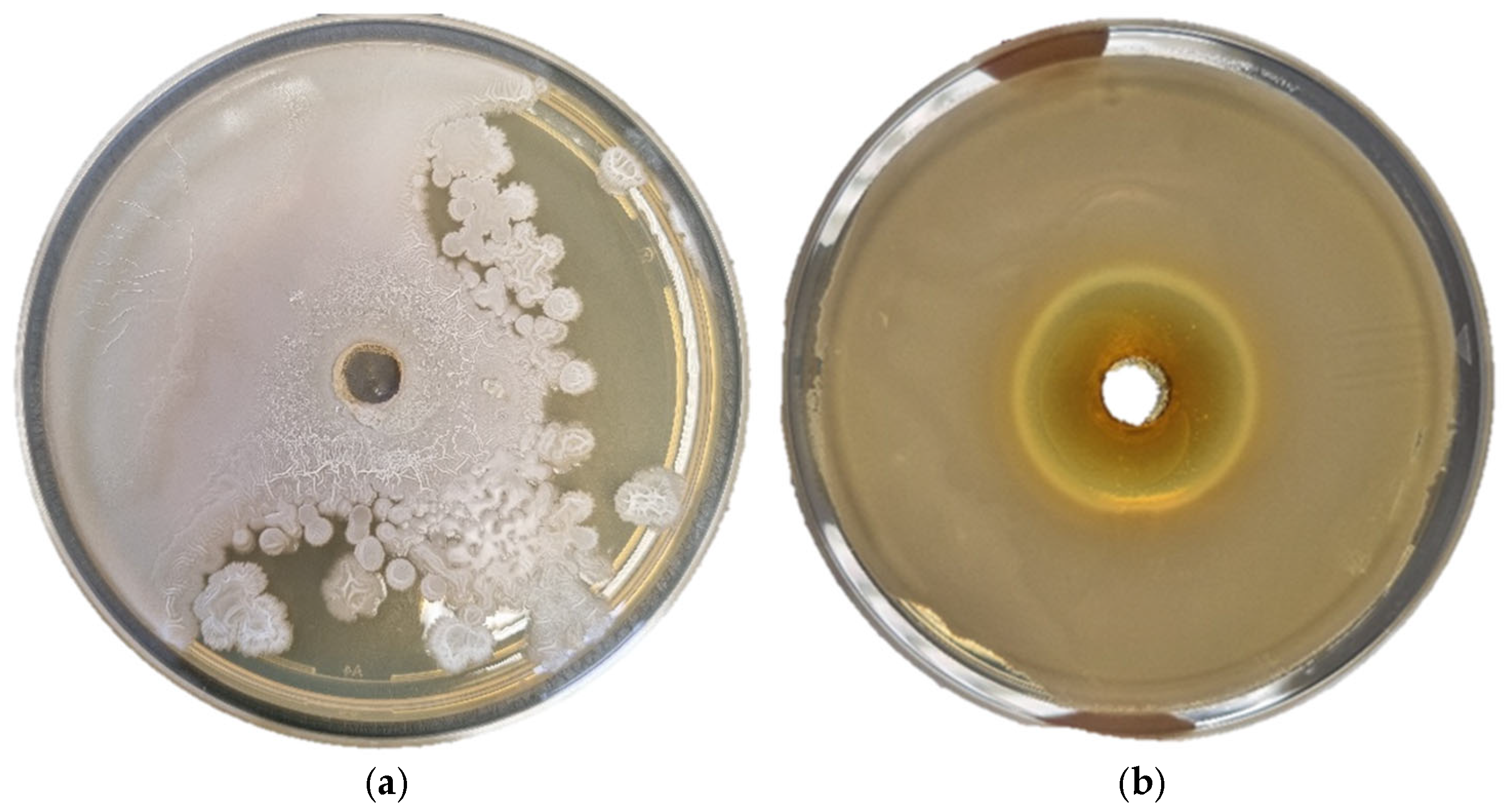 Antioxidants 14 00906 g004