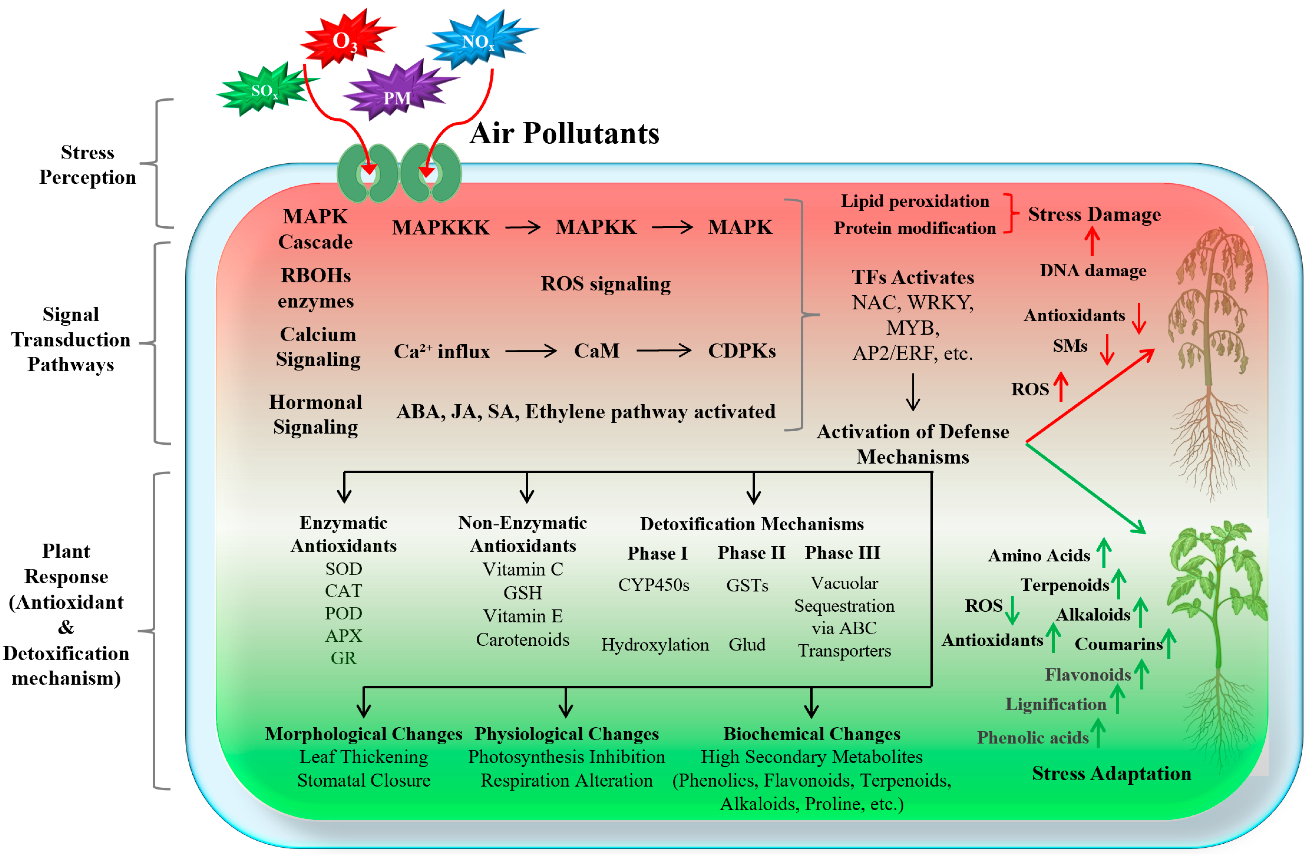 Antioxidants 14 00907 g002
