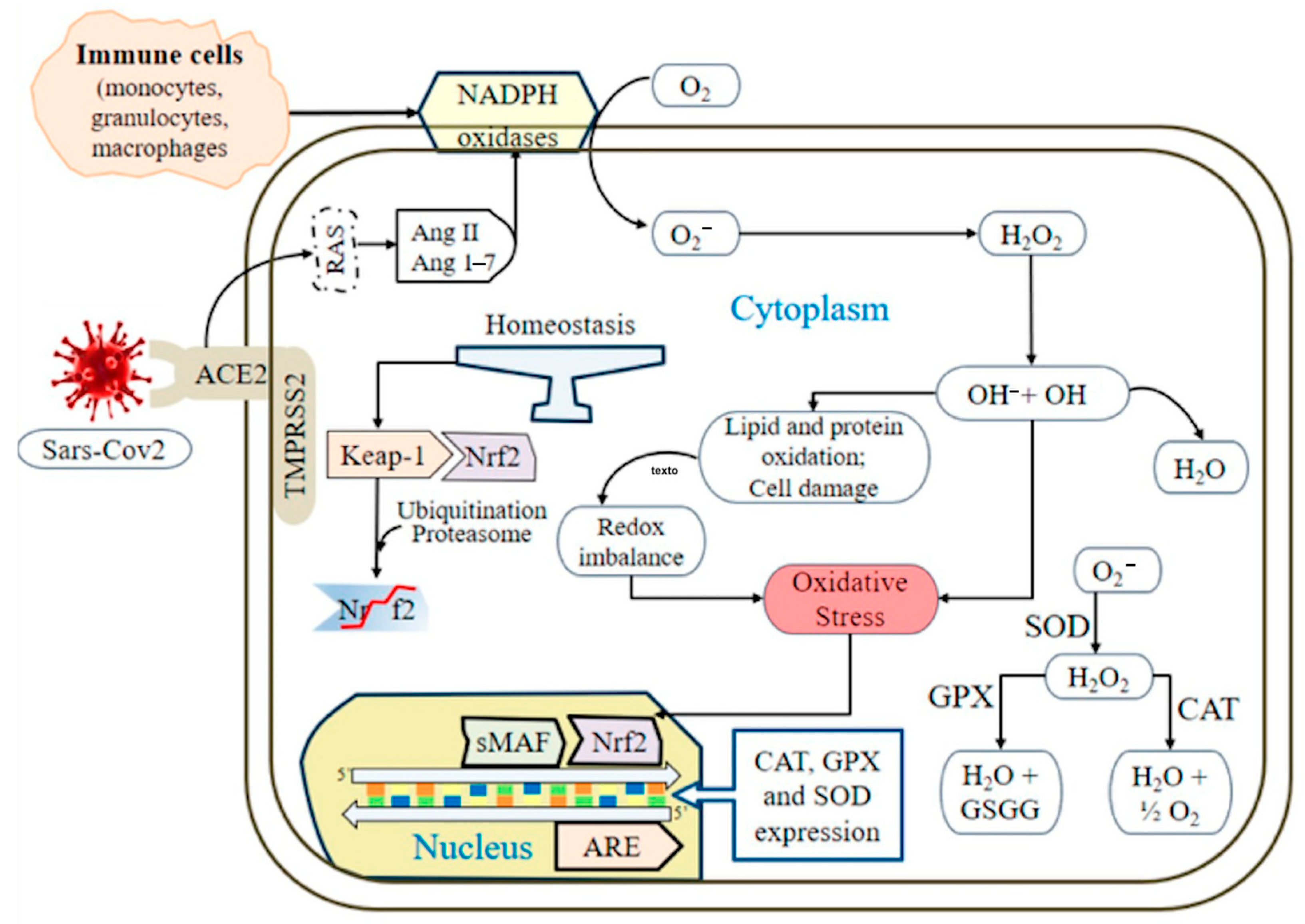 Antioxidants 14 00912 g002