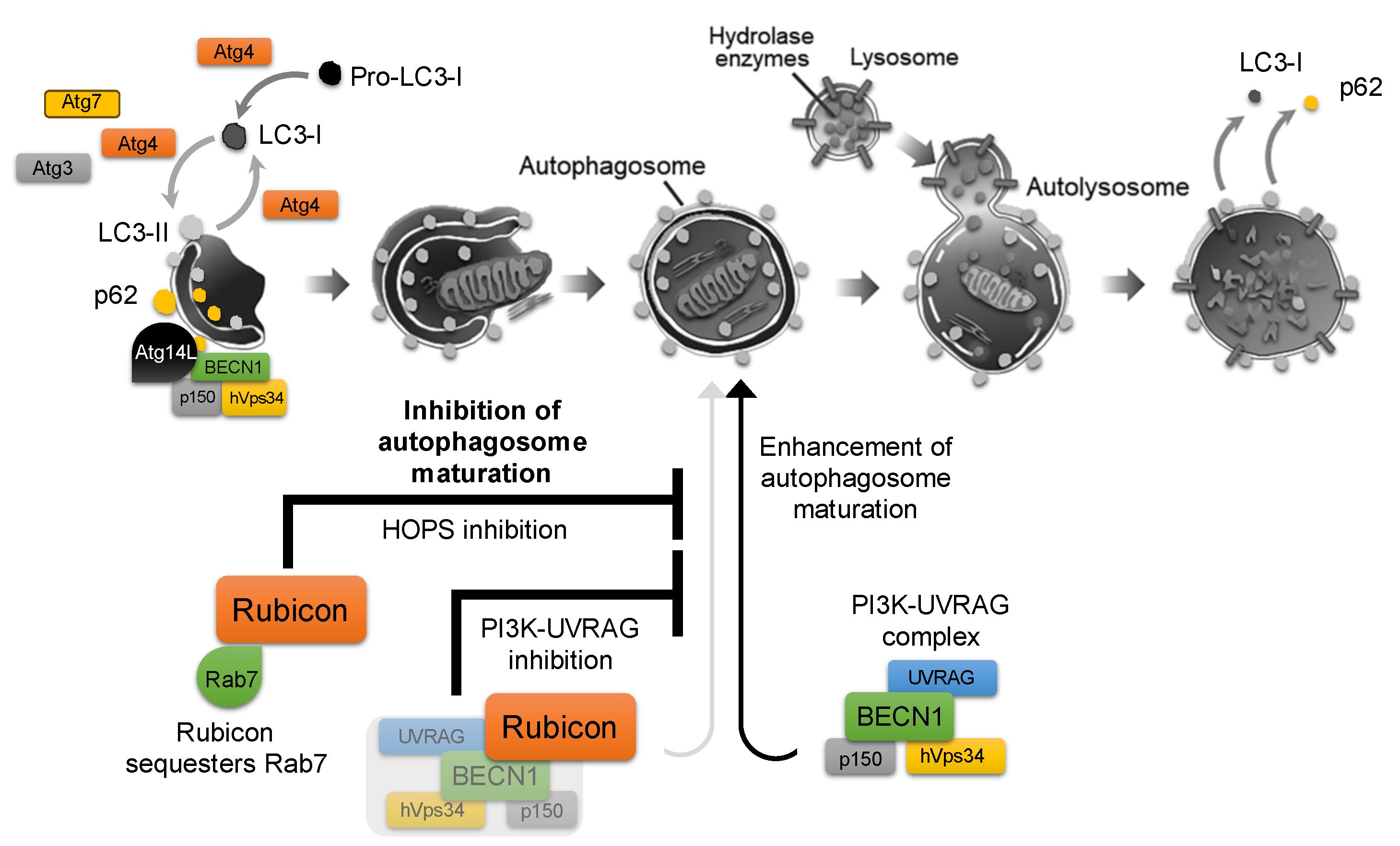 Antioxidants 14 00919 g001