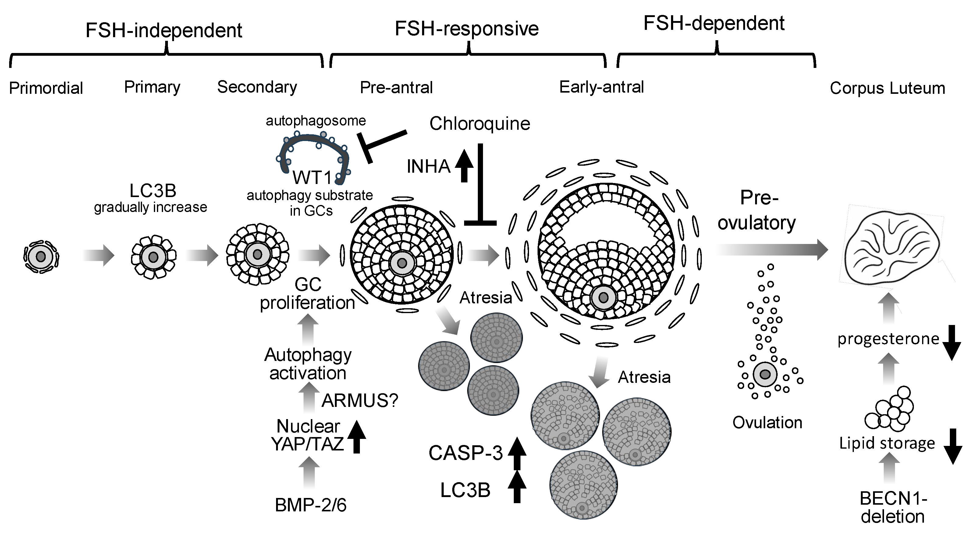 Antioxidants 14 00919 g002