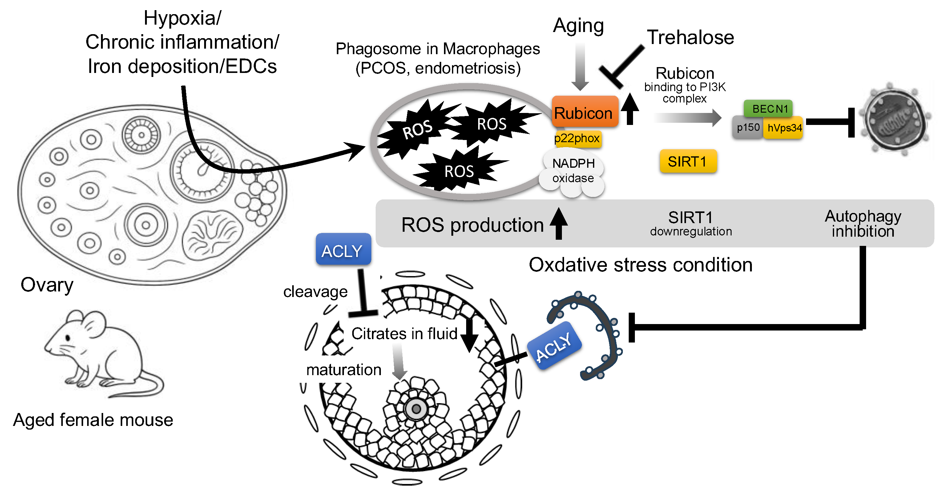 Antioxidants 14 00919 g003