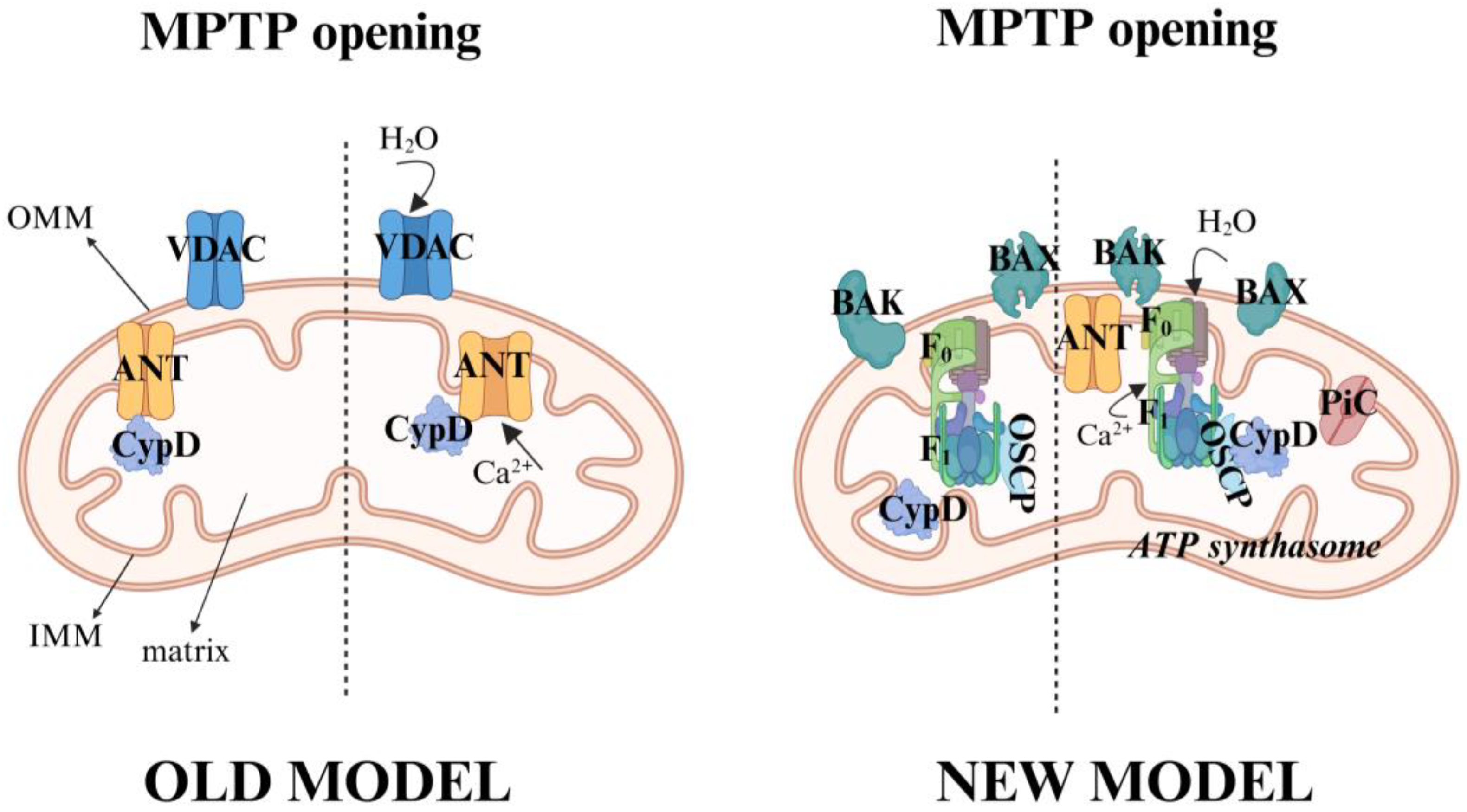Antioxidants 14 00923 g002