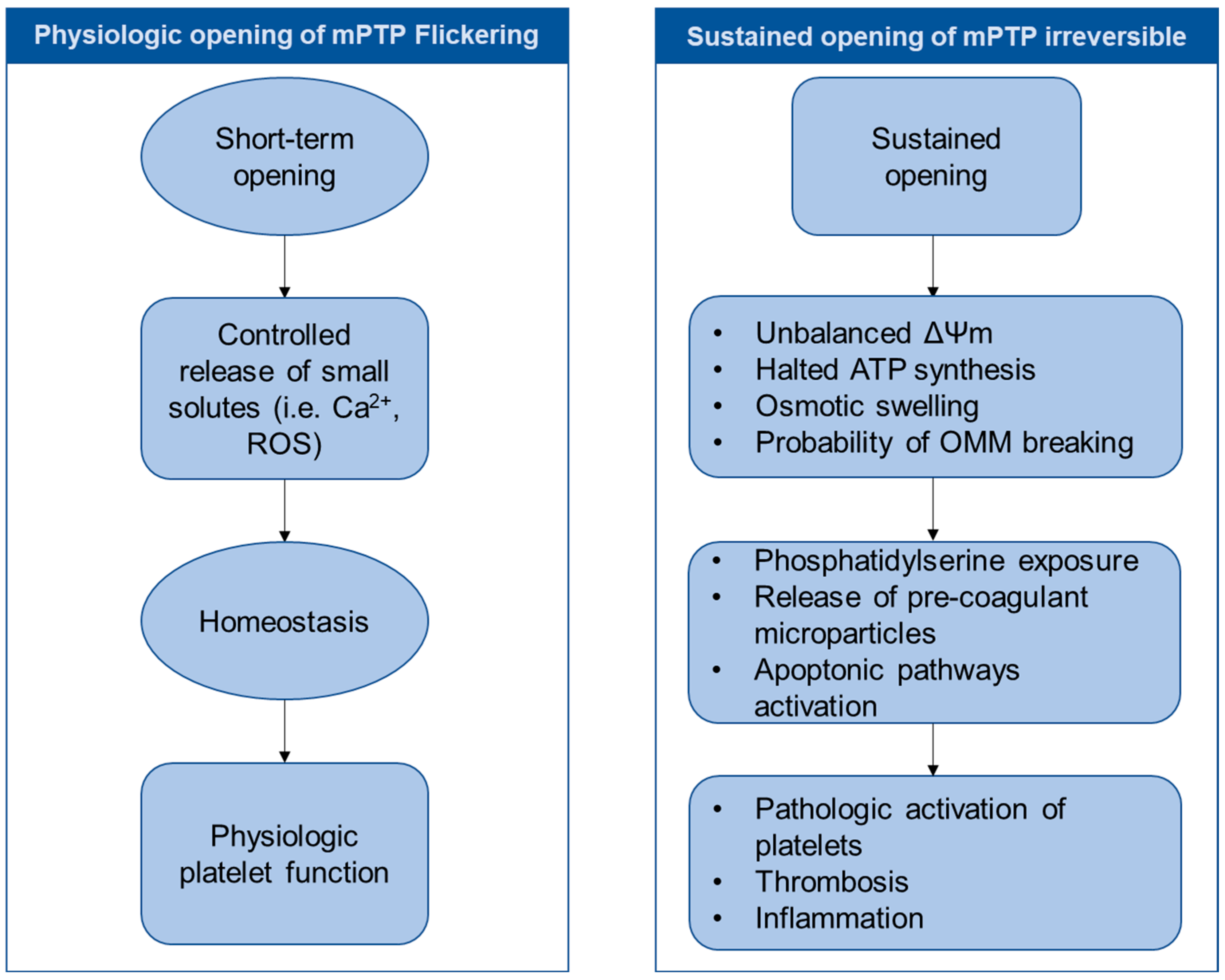 Antioxidants 14 00923 g004