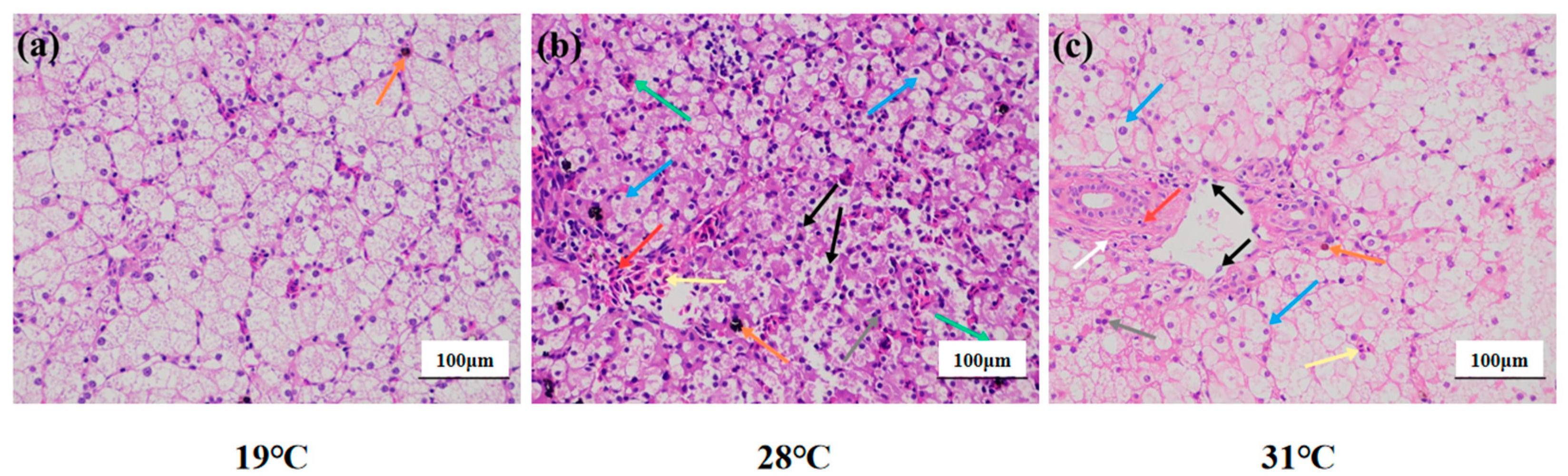 Antioxidants 14 00926 g002