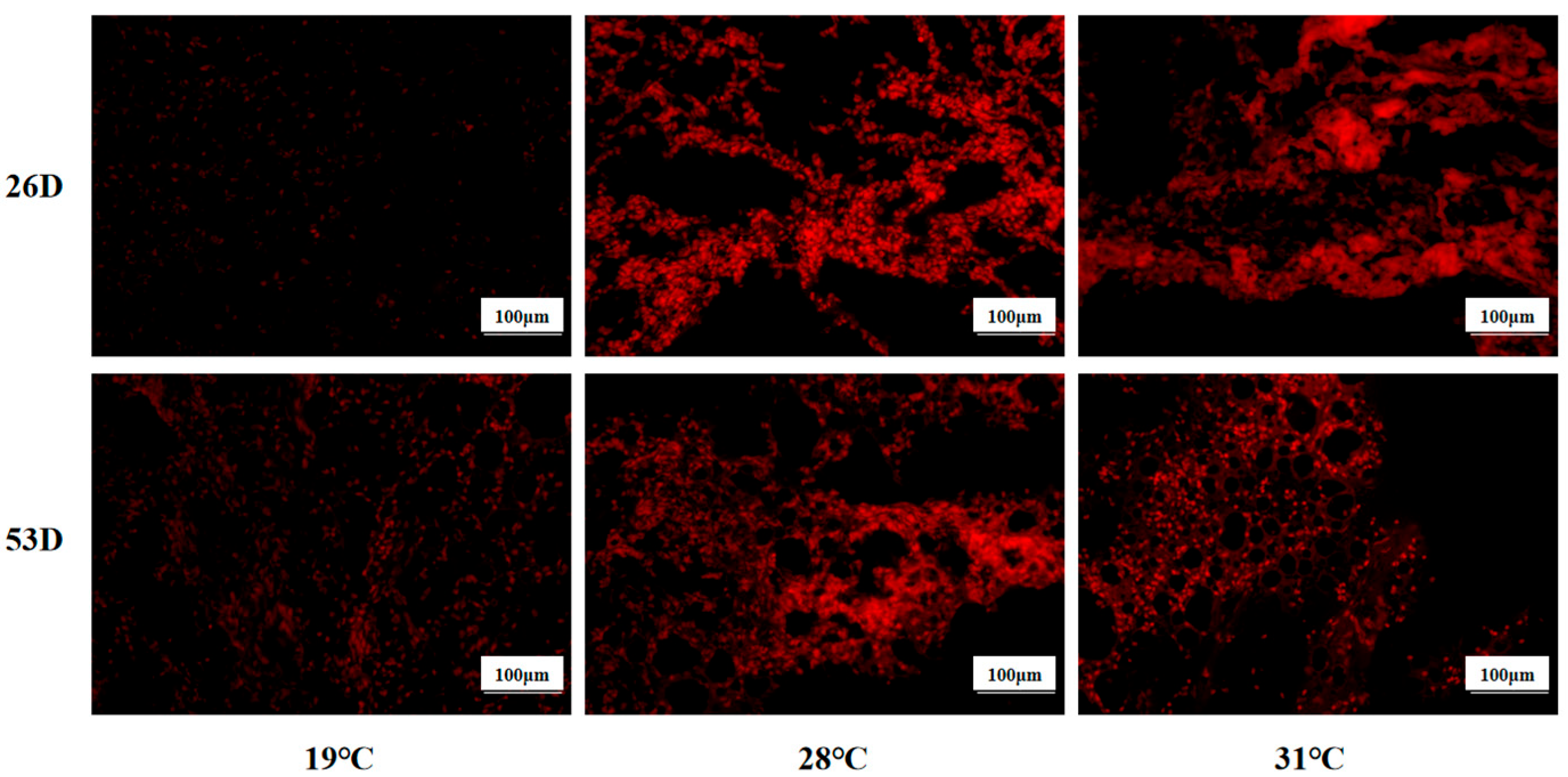 Antioxidants 14 00926 g004
