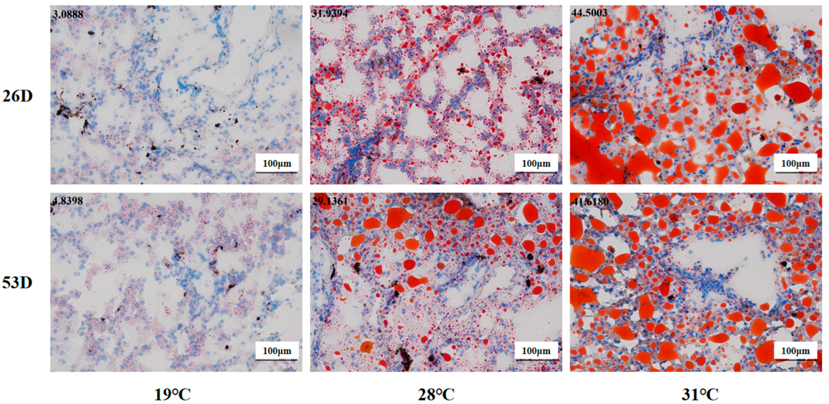 Antioxidants 14 00926 g005