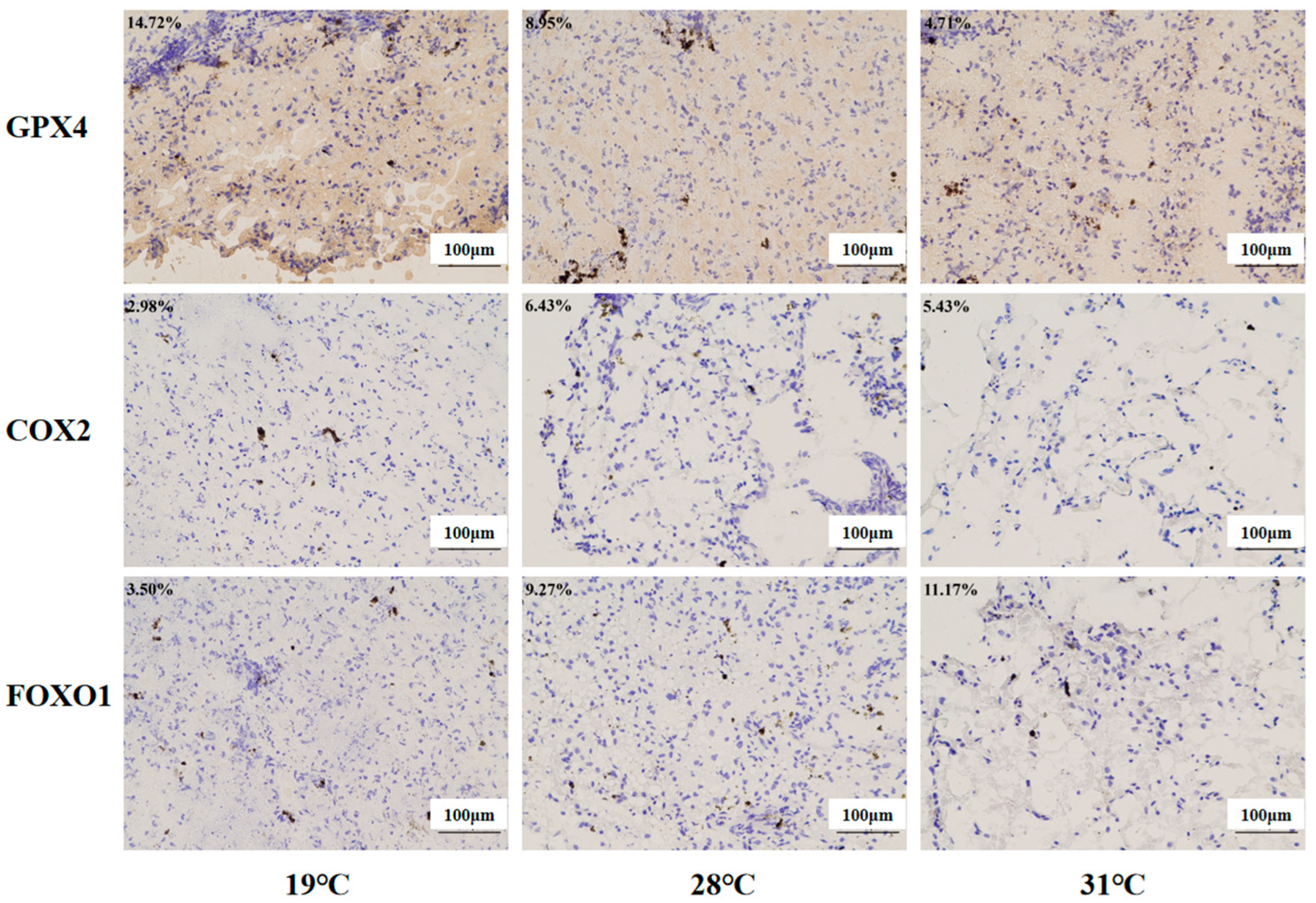 Antioxidants 14 00926 g013