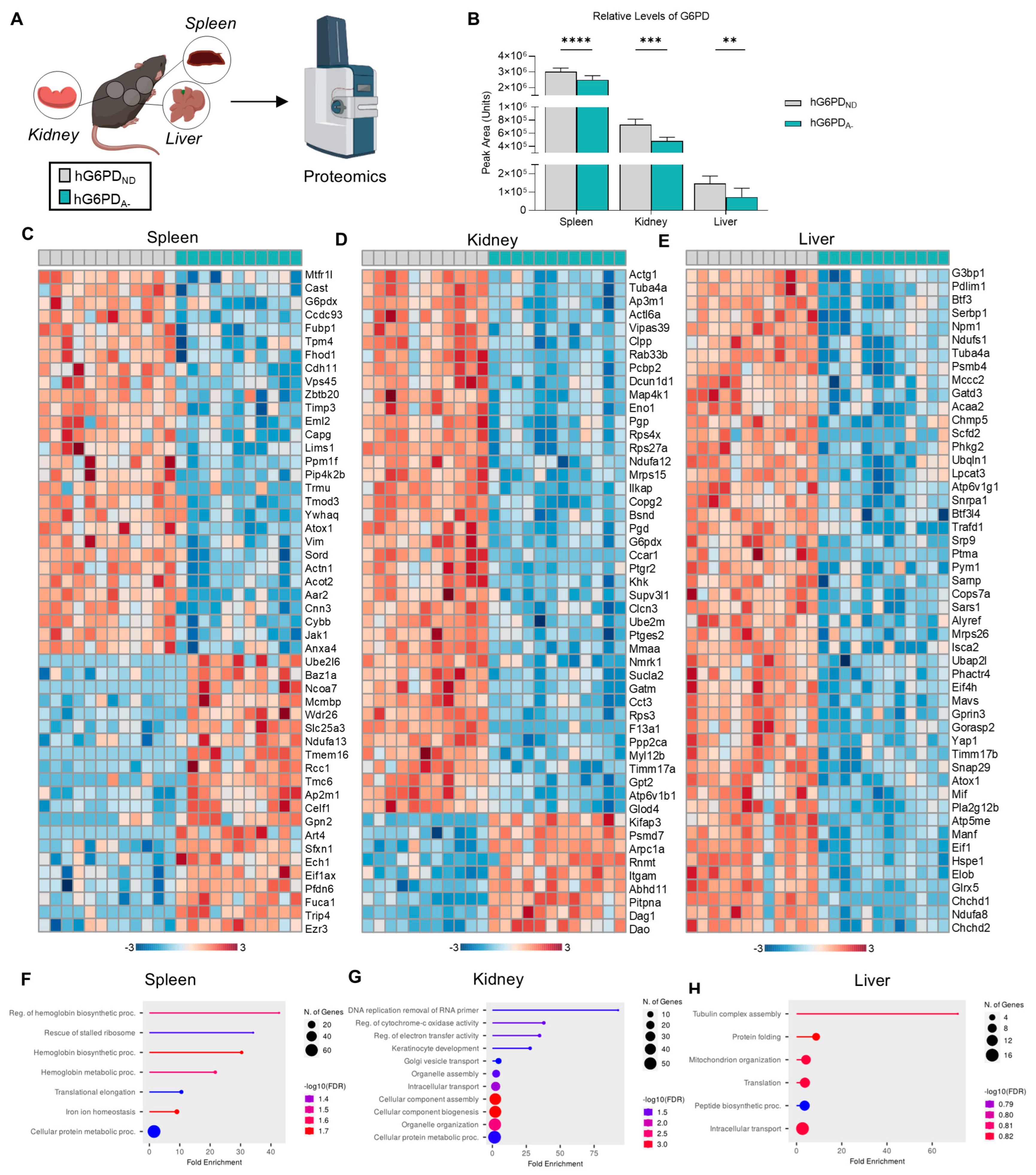 Antioxidants 14 00927 g005