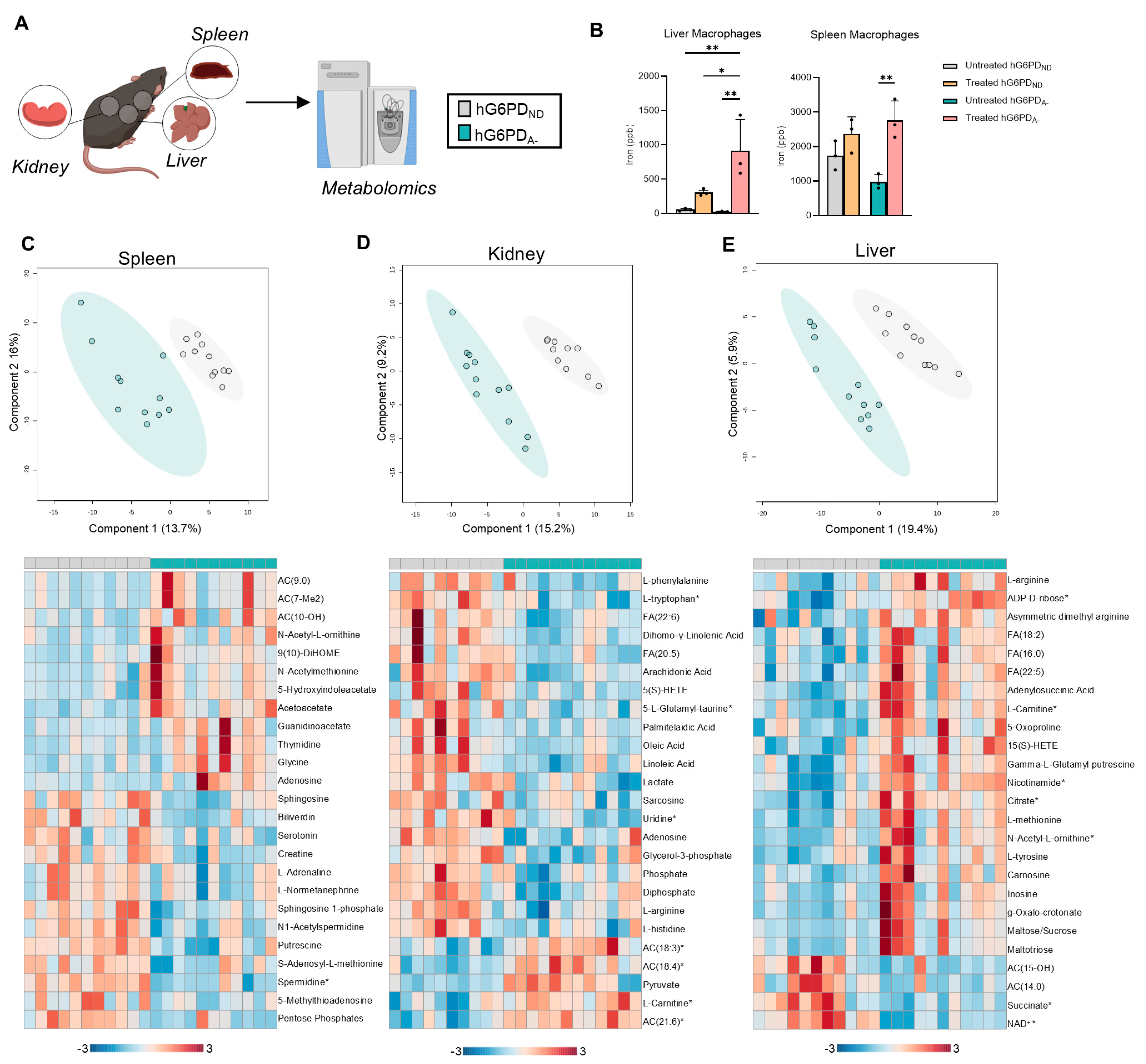 Antioxidants 14 00927 g006