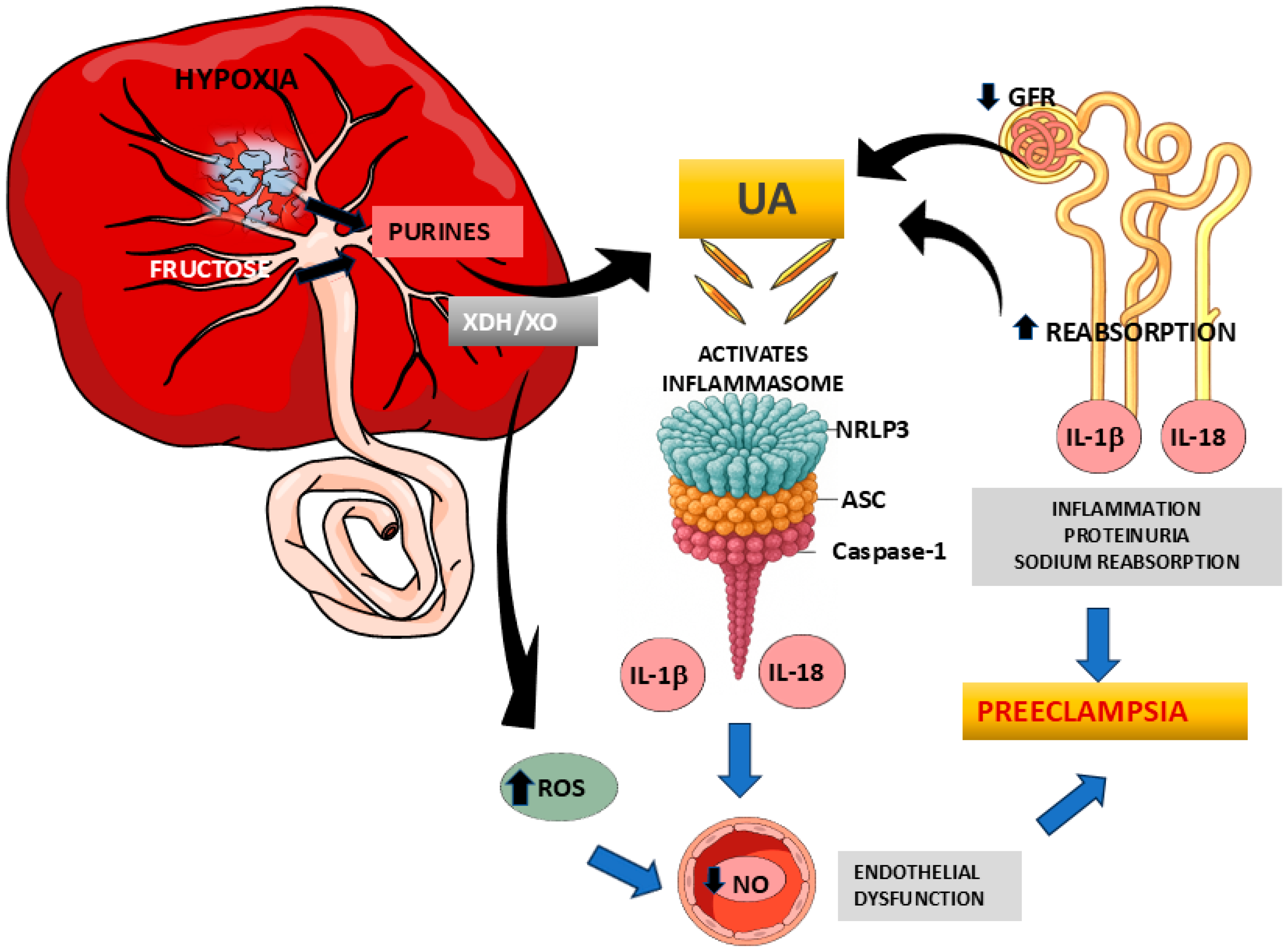 Antioxidants 14 00928 g001