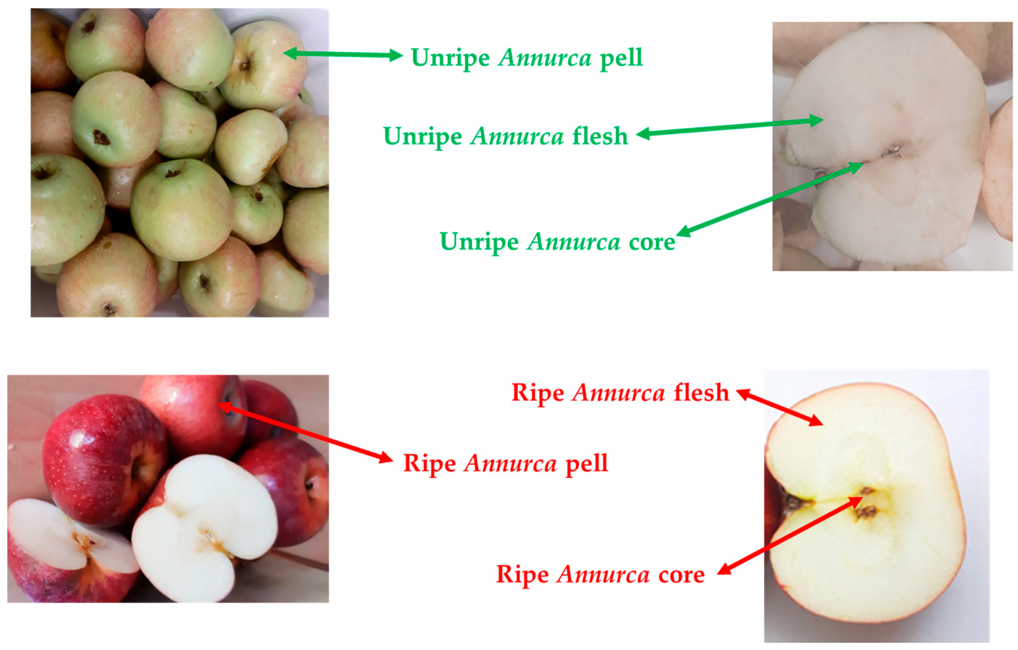 Antioxidants 14 00941 g001
