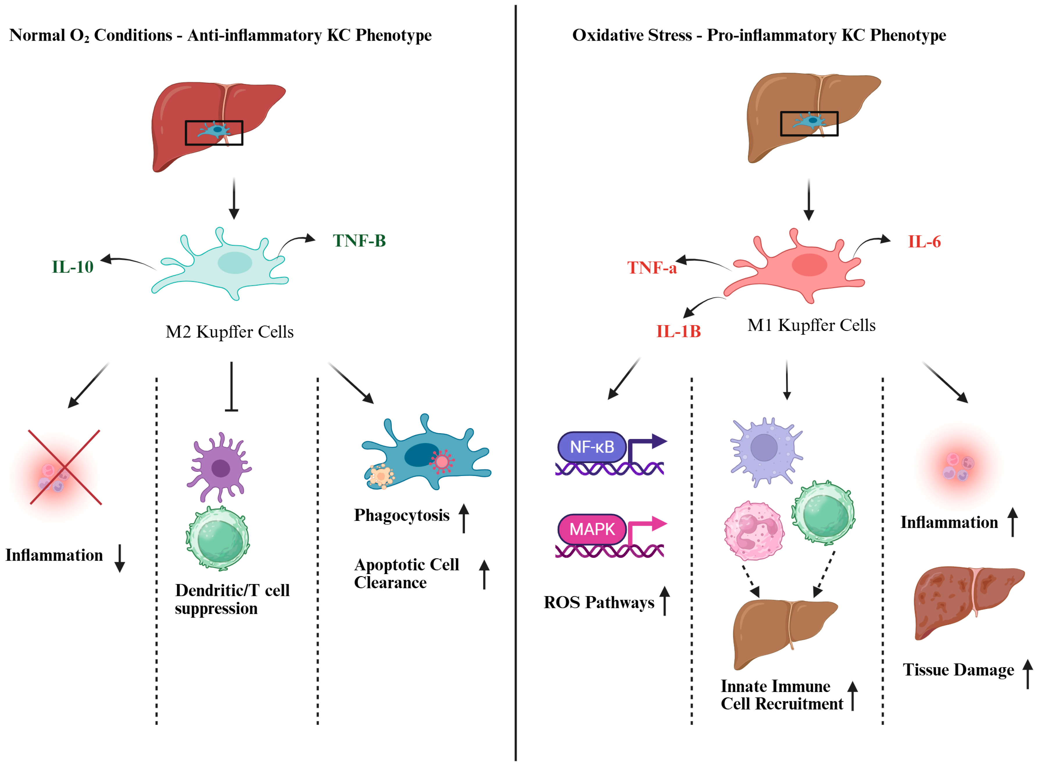 Antioxidants 14 00944 g002