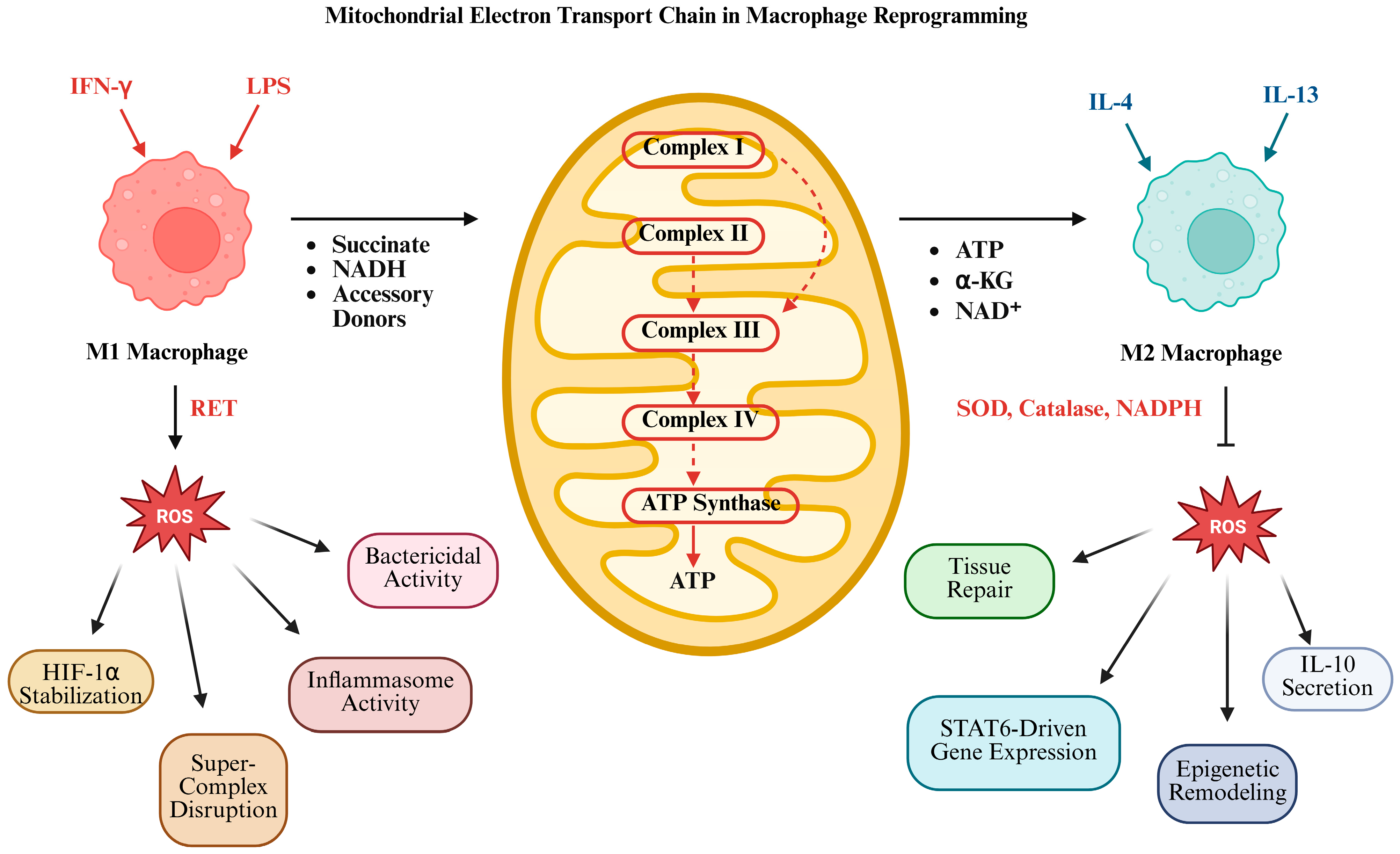 Antioxidants 14 00944 g004