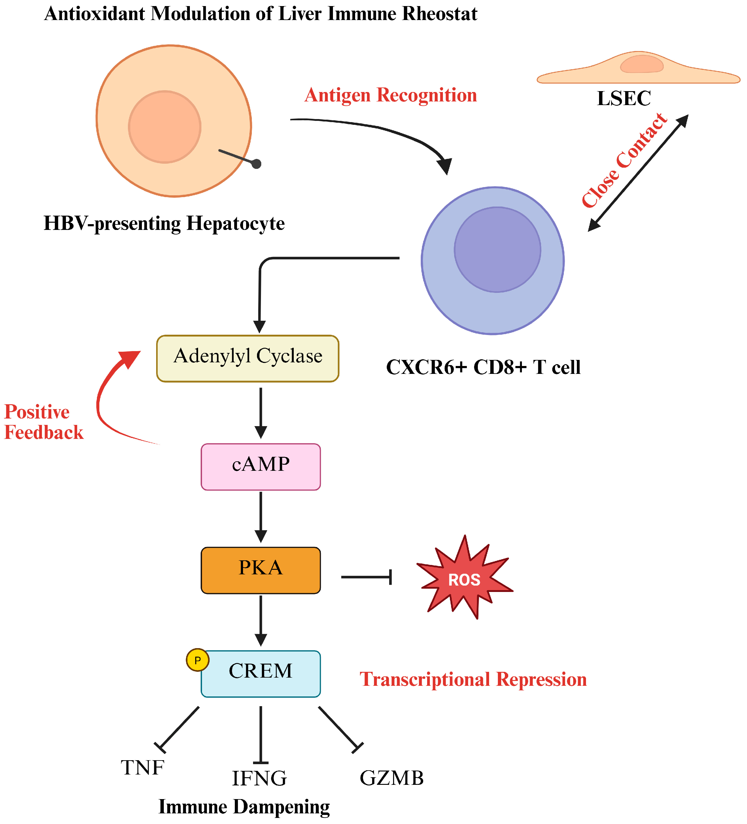 Antioxidants 14 00944 g005