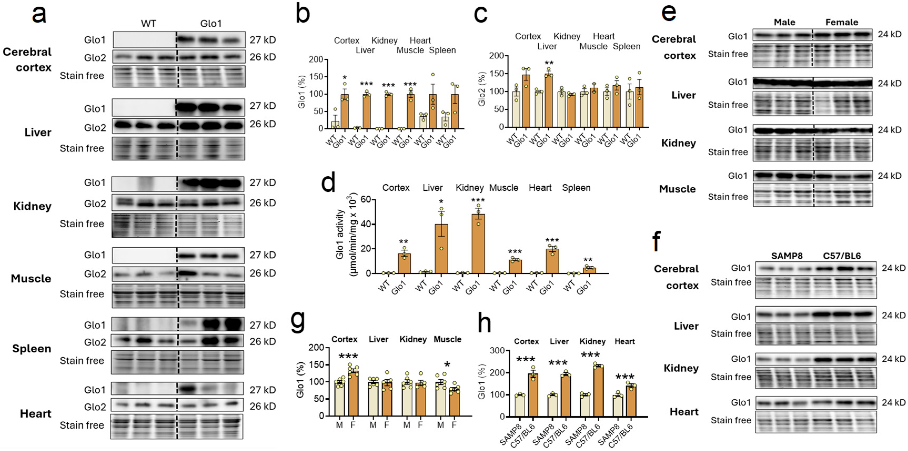 Antioxidants 14 00946 g001 Antioxidants 14 00946 g001