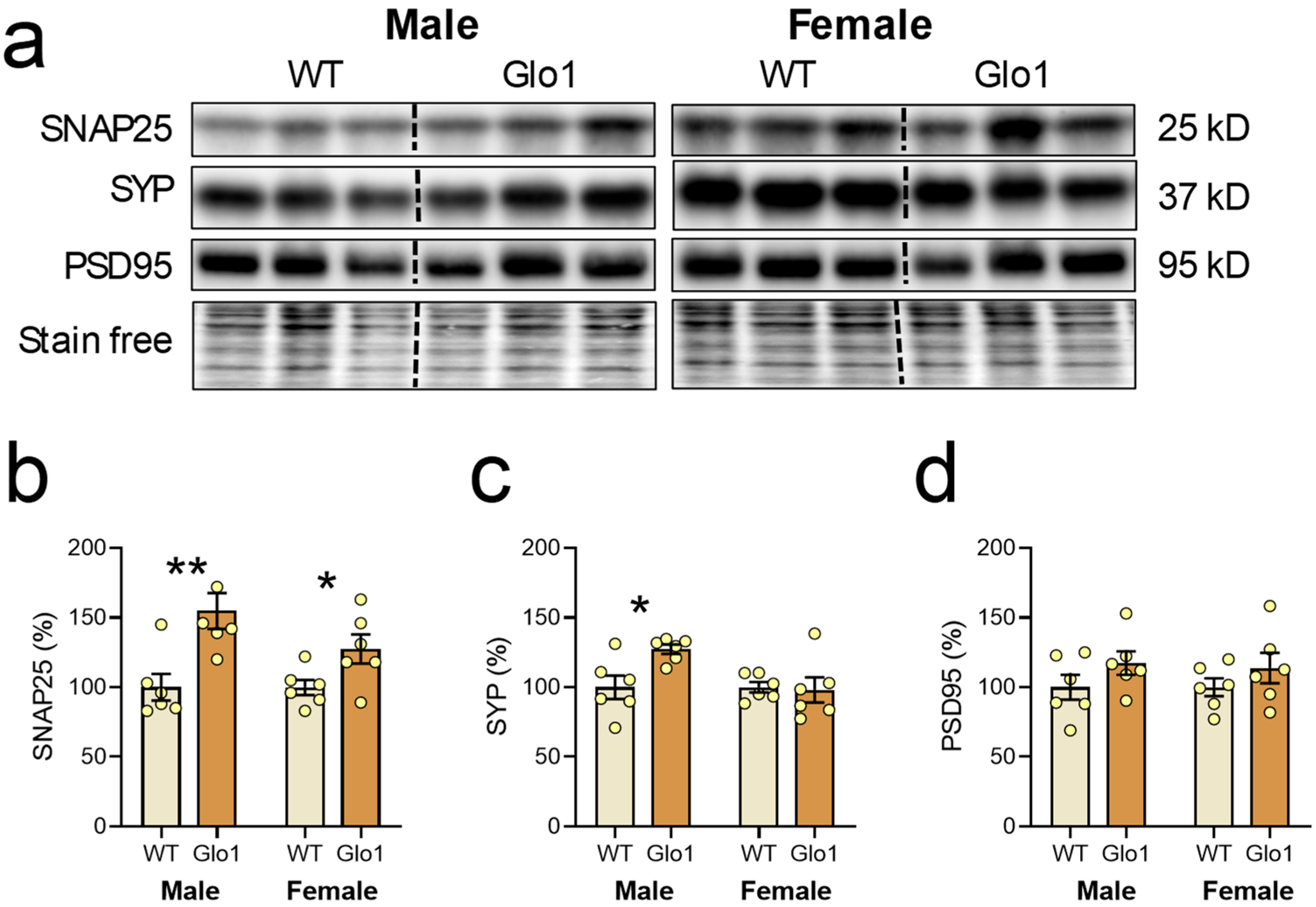 Antioxidants 14 00946 g005 Antioxidants 14 00946 g005