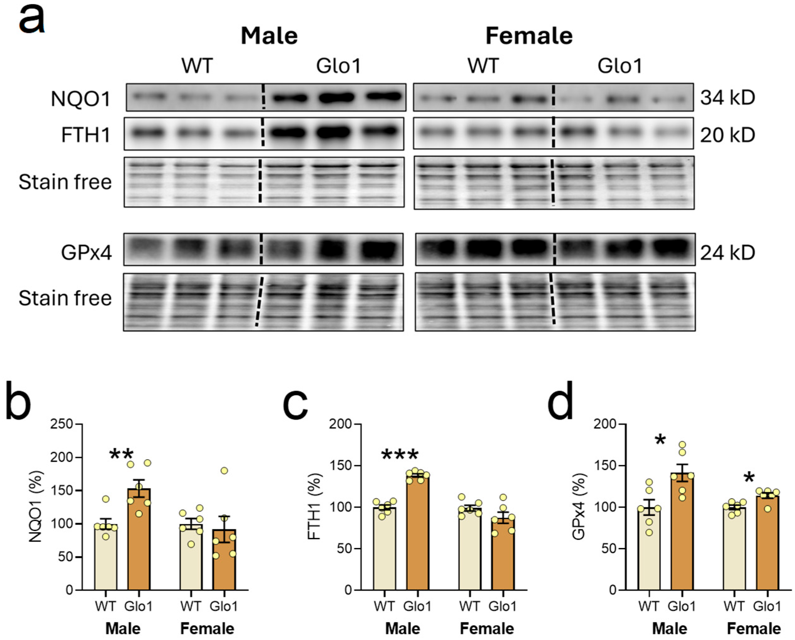 Antioxidants 14 00946 g007 Antioxidants 14 00946 g007