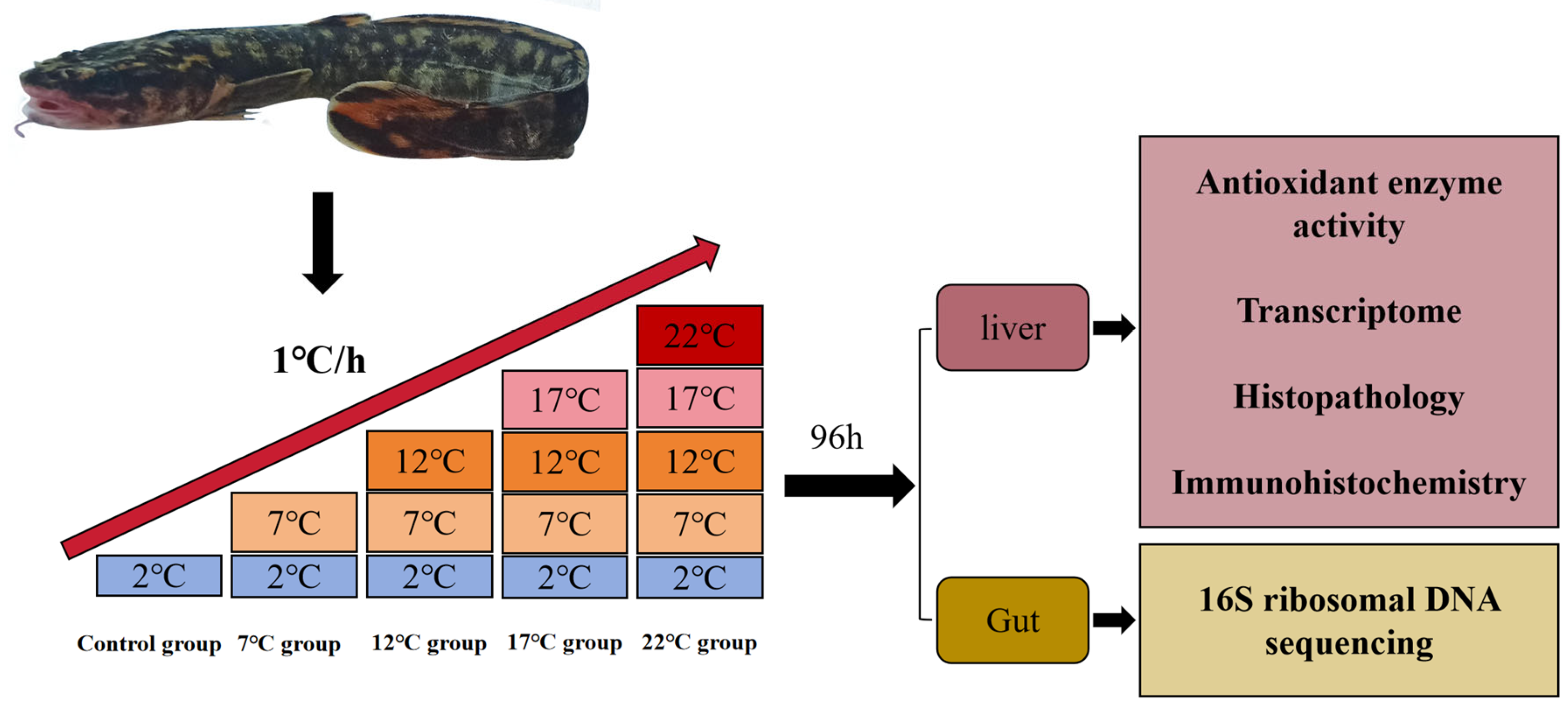 Antioxidants 14 00947 g001