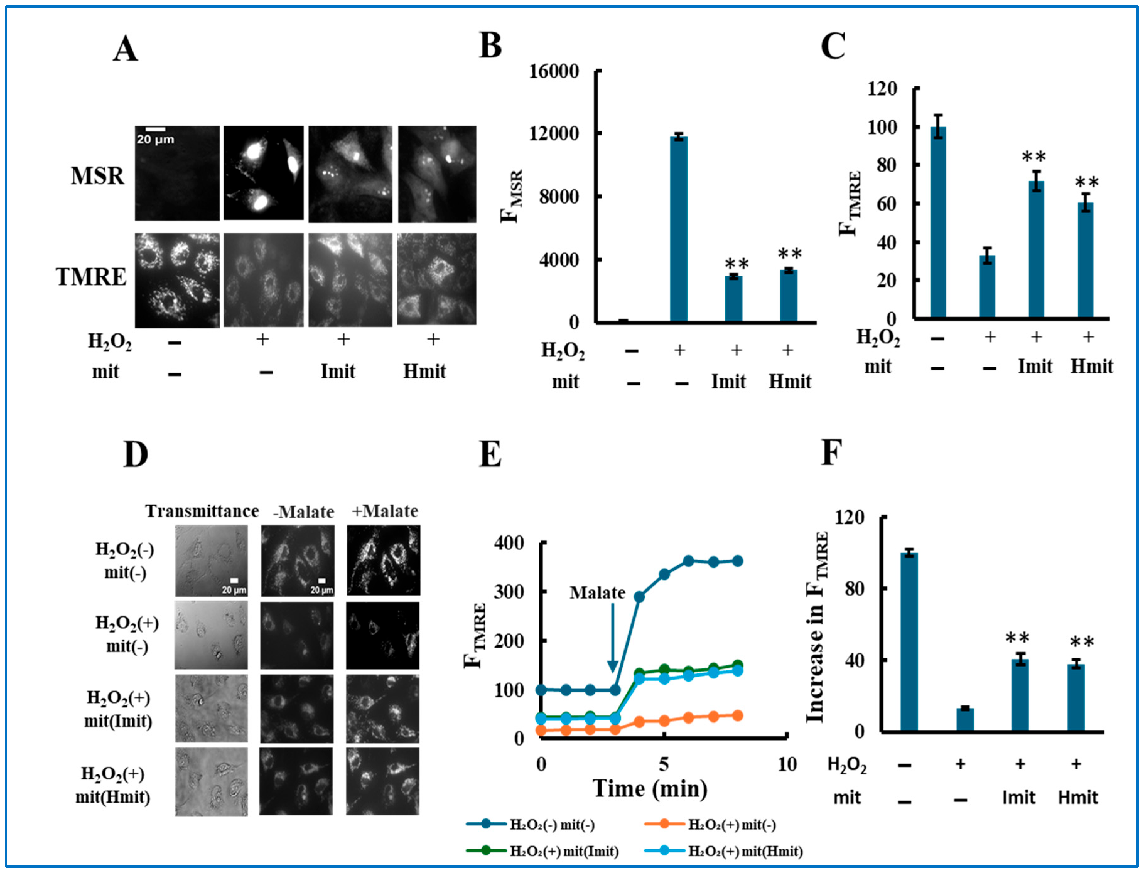 Antioxidants 14 00951 g005