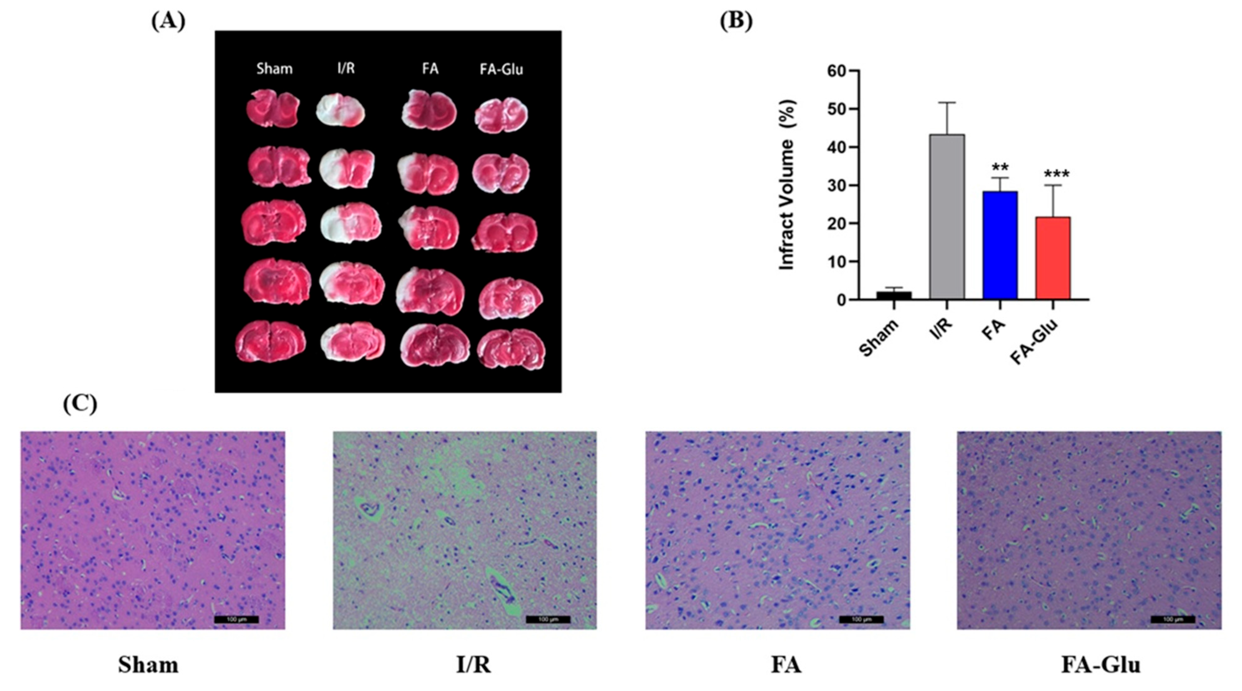 Antioxidants 14 00953 g005 Antioxidants 14 00953 g005