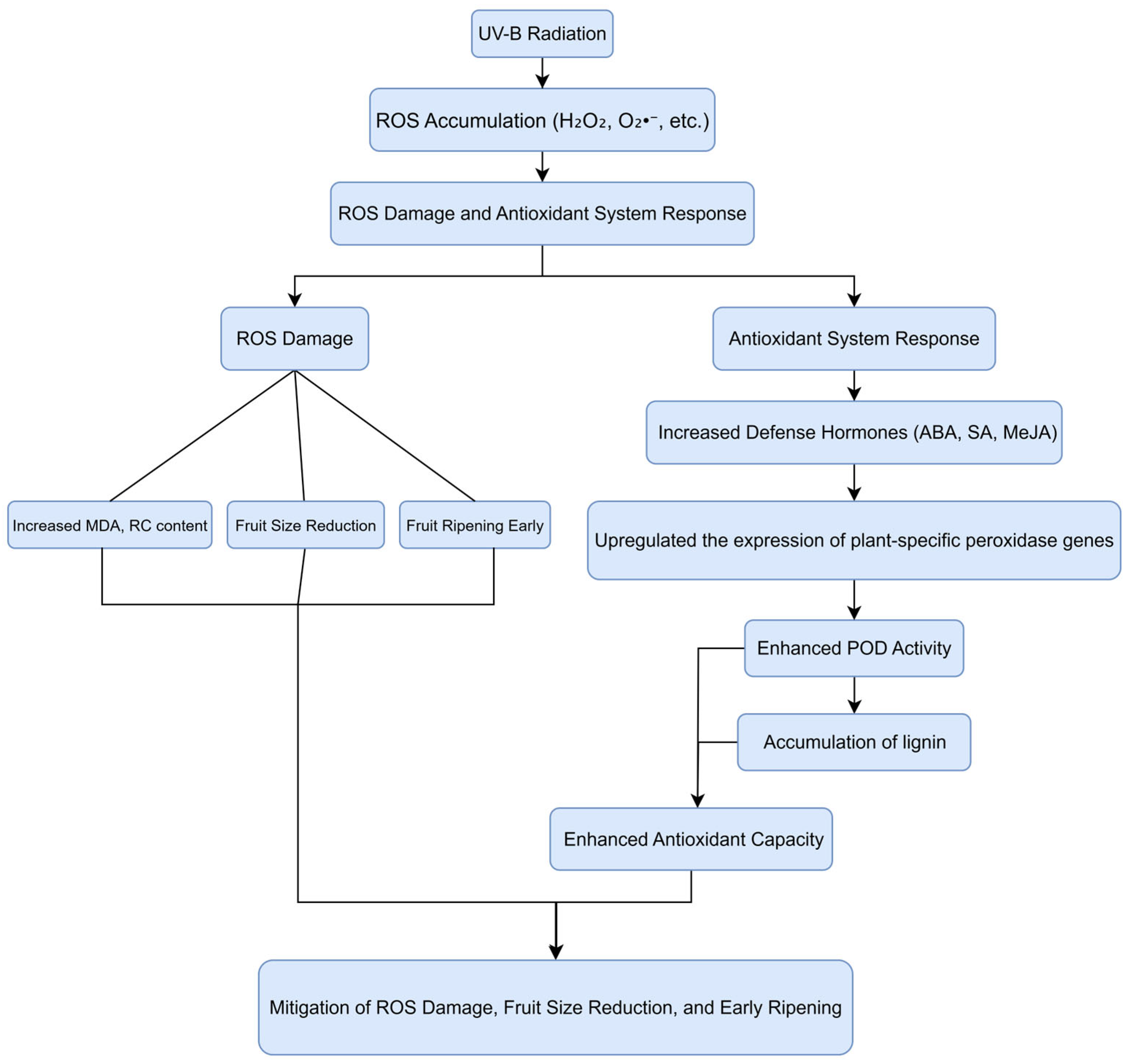 Antioxidants 14 00957 g001