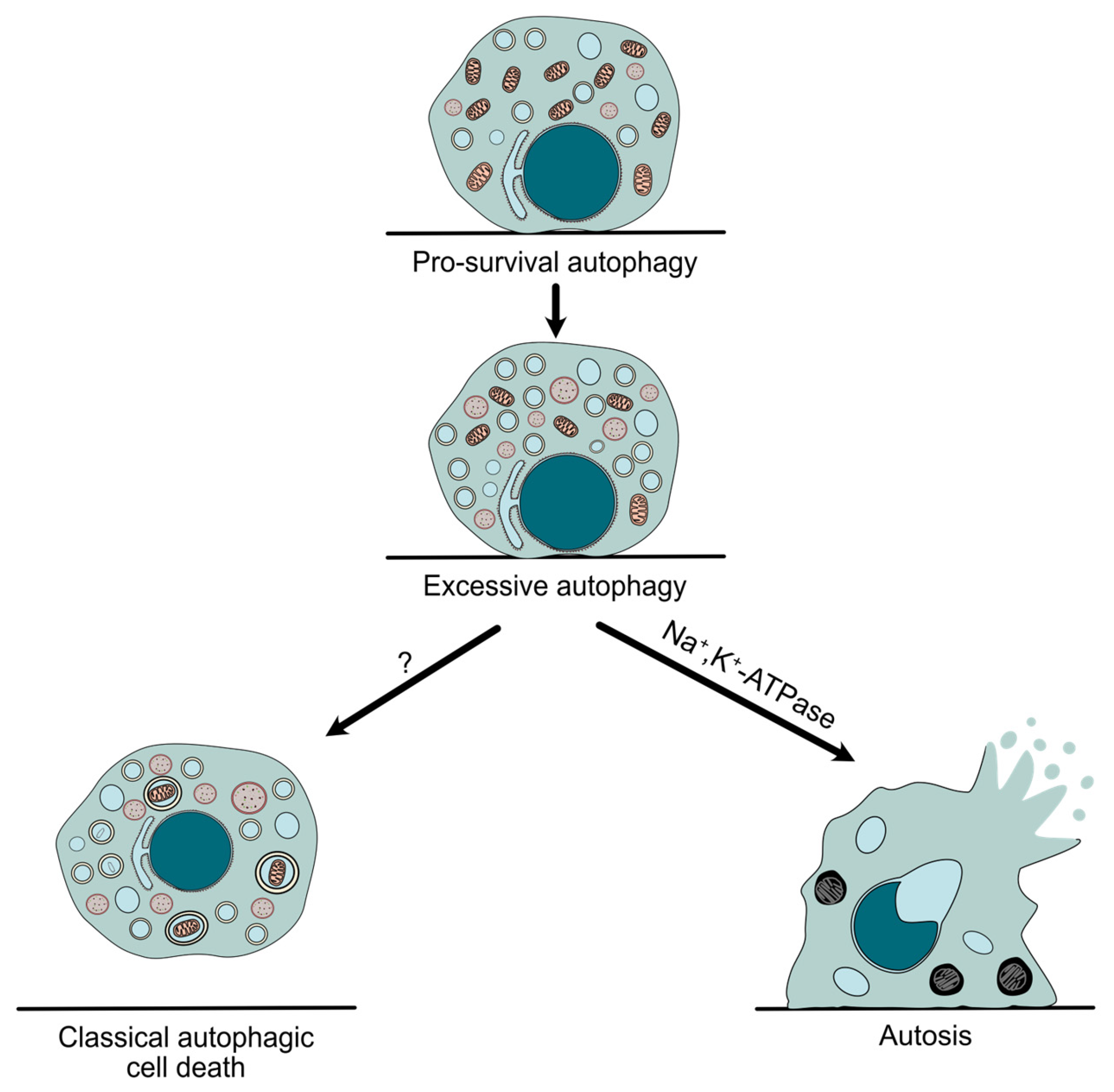 Antioxidants 14 00958 g001