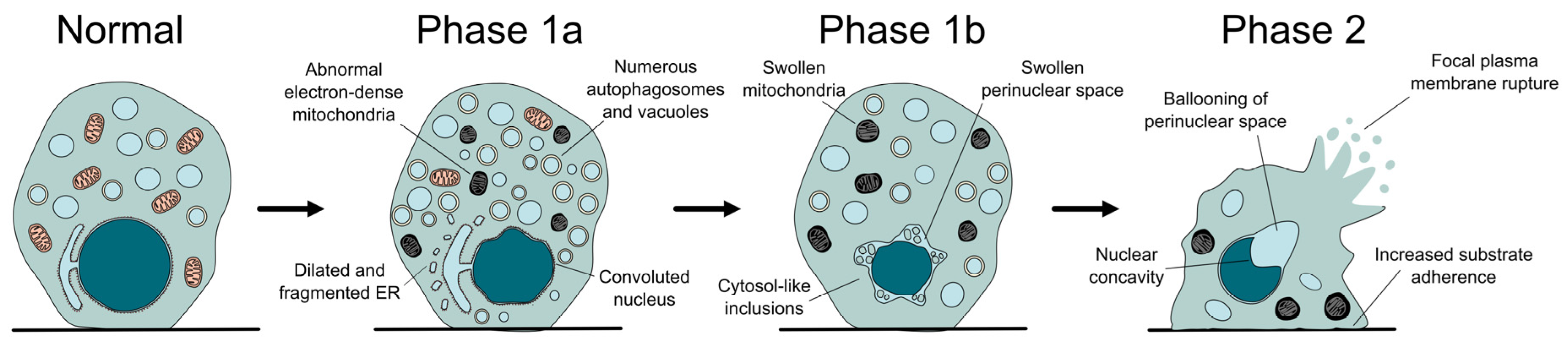 Antioxidants 14 00958 g002