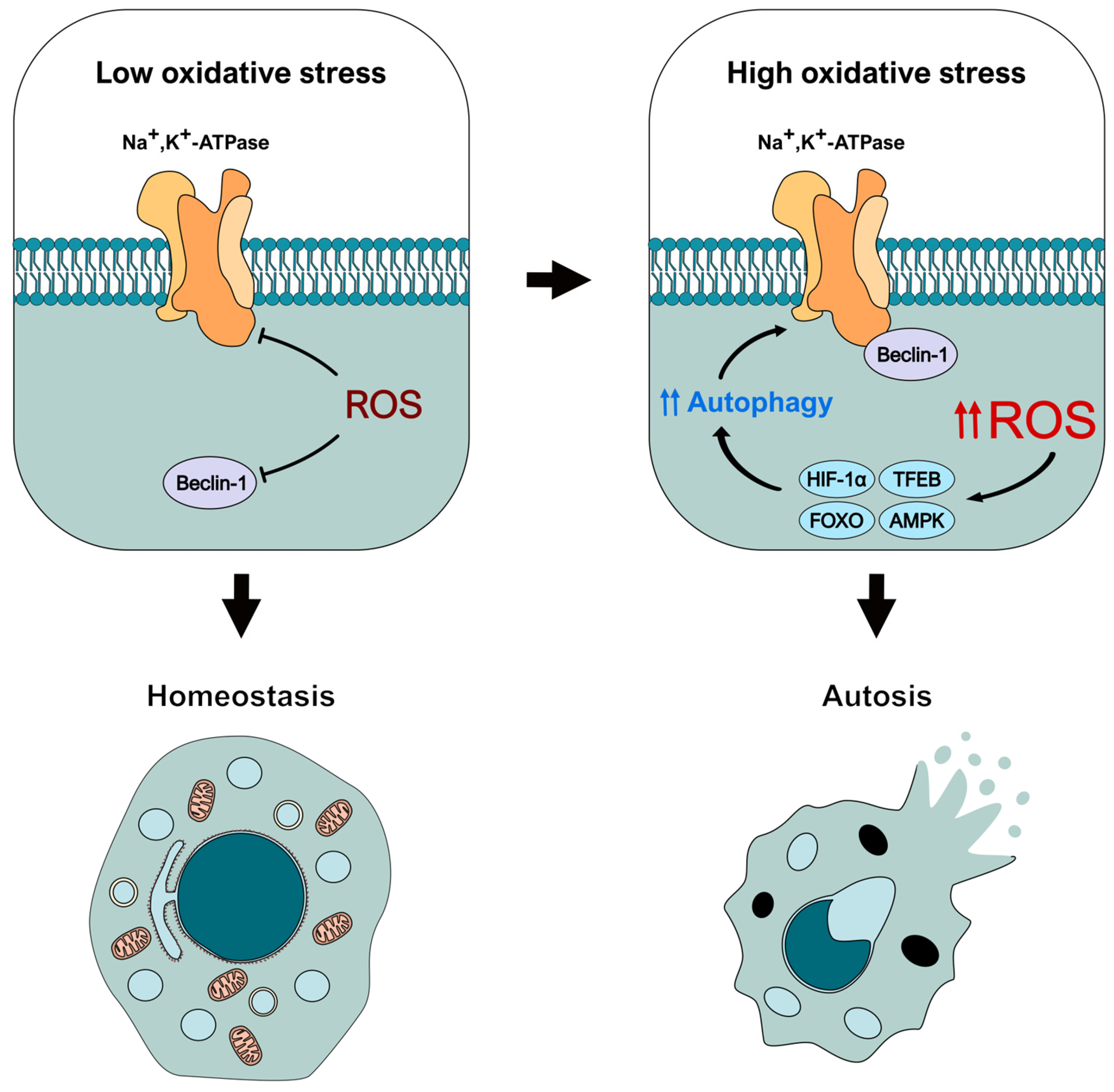 Antioxidants 14 00958 g003