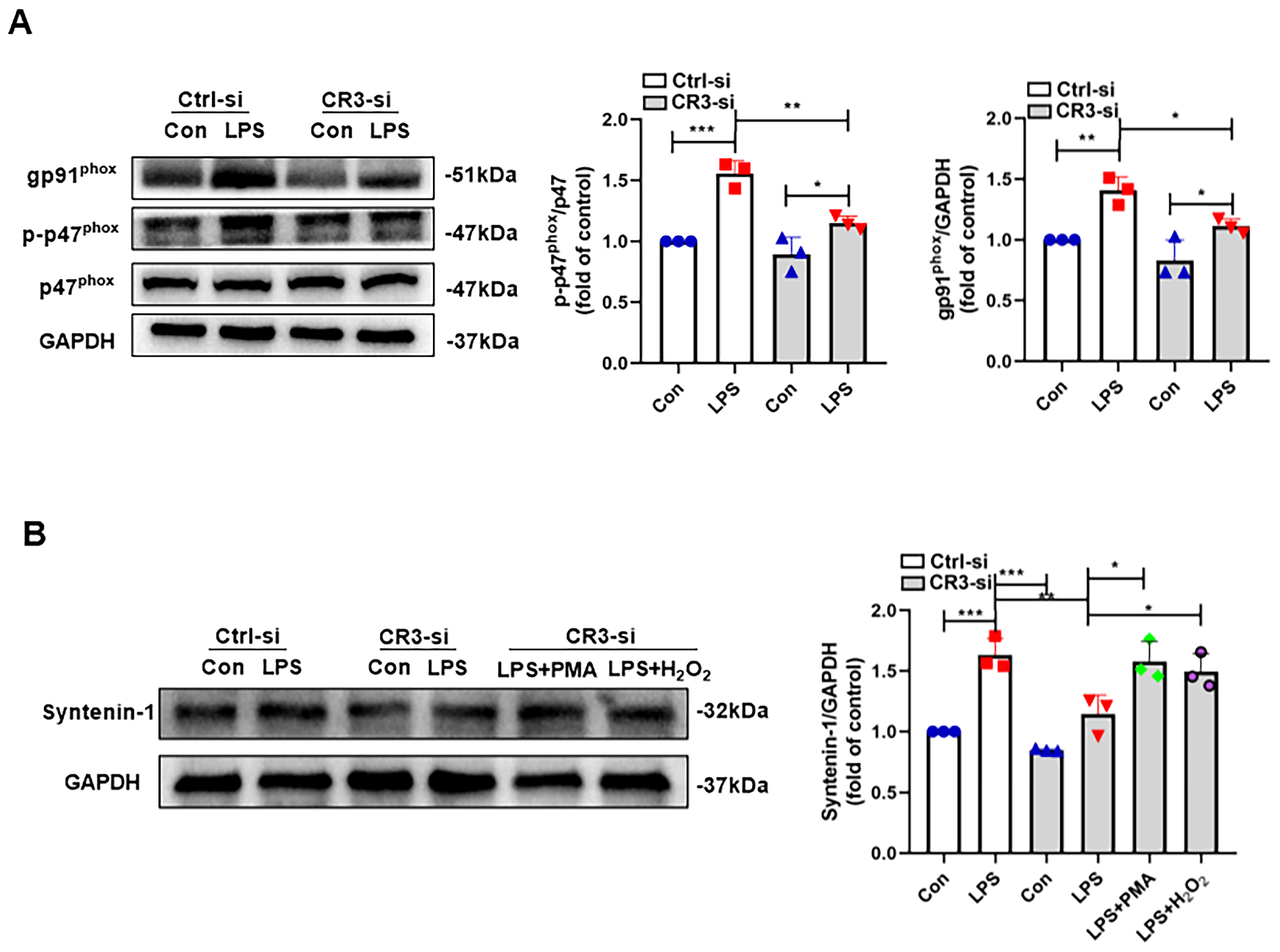 Antioxidants 14 00963 g004