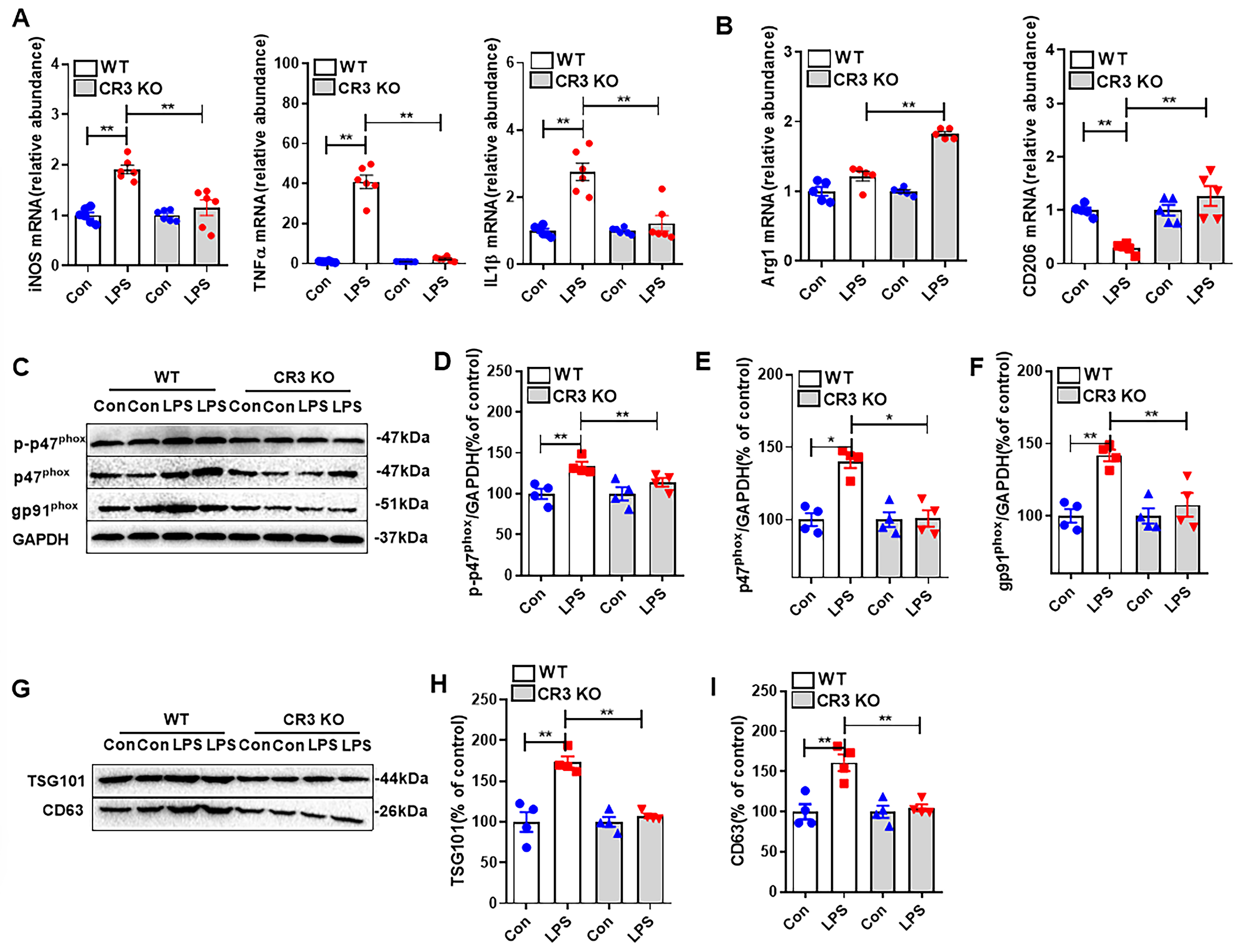 Antioxidants 14 00963 g006