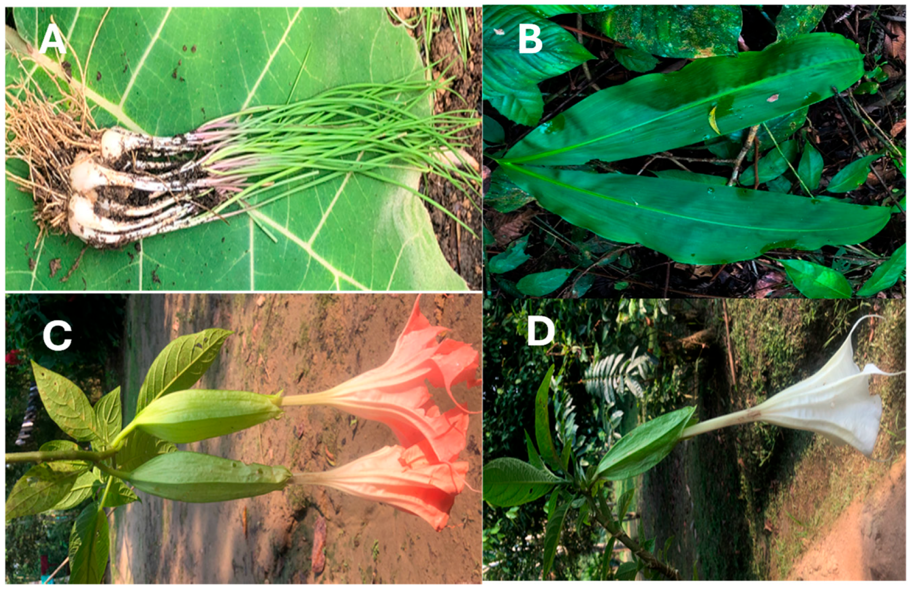Antioxidants 14 00965 g001 Antioxidants 14 00965 g001