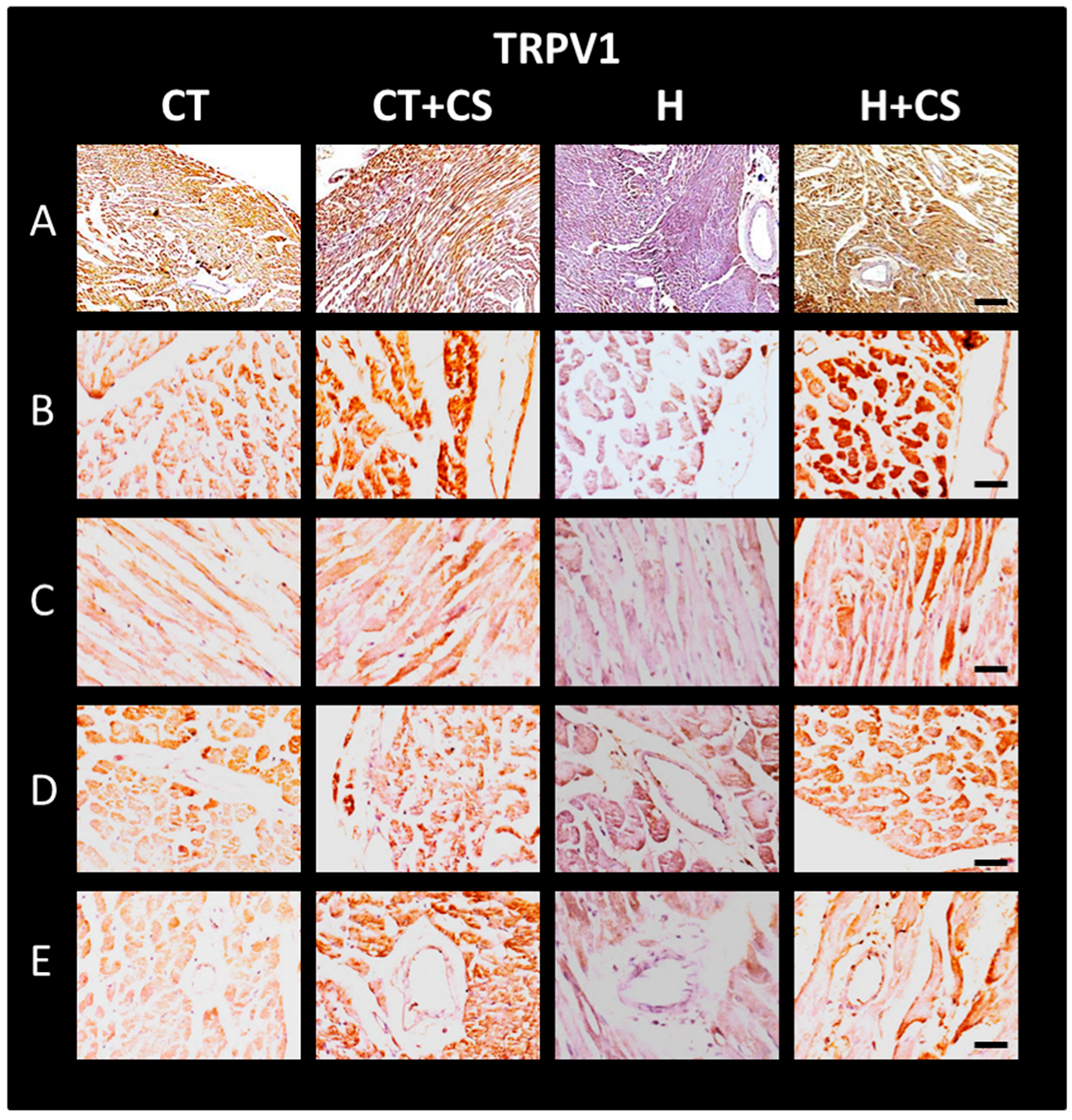 Antioxidants 14 00966 g009 Antioxidants 14 00966 g009