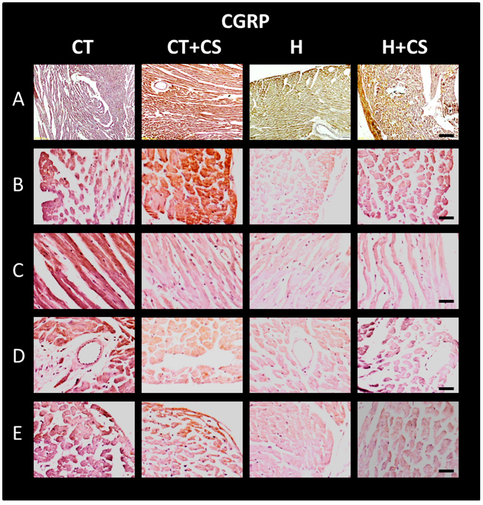 Antioxidants 14 00966 g010 Antioxidants 14 00966 g010