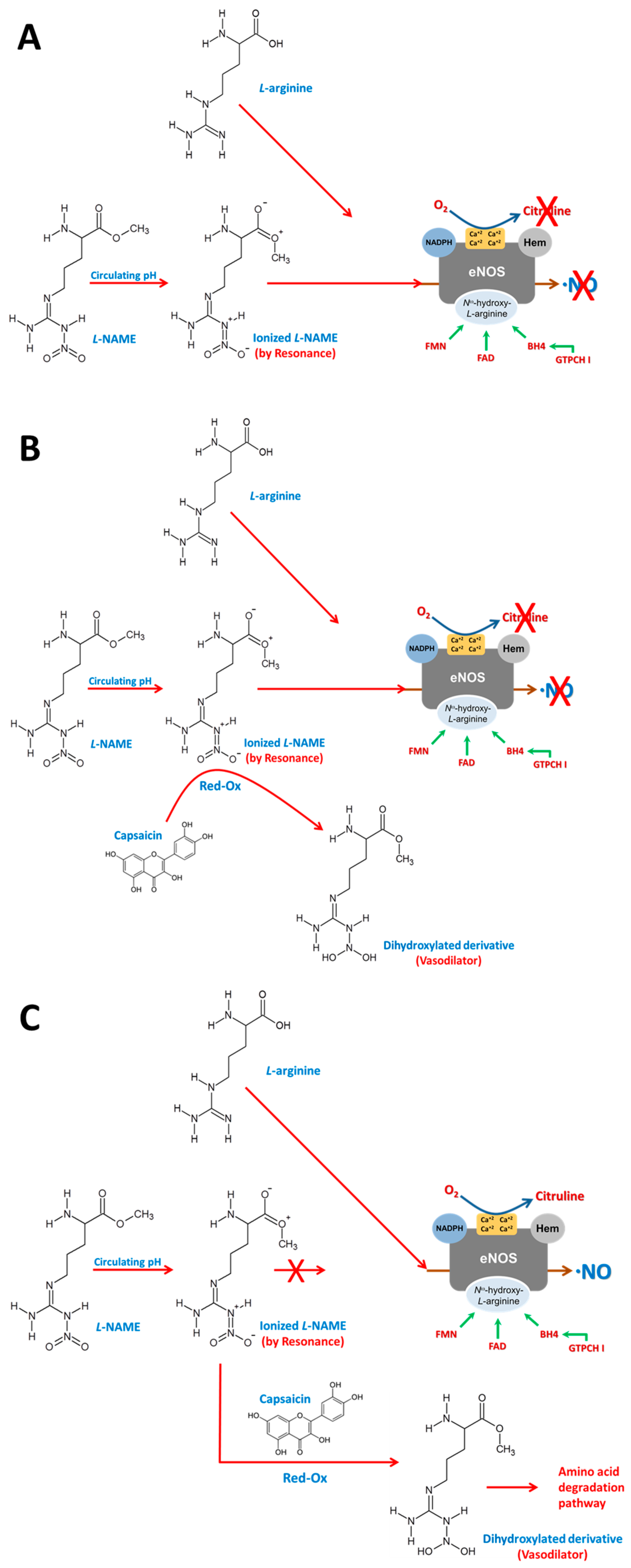 Antioxidants 14 00966 g011 Antioxidants 14 00966 g011