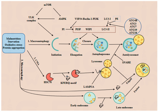 Gut Microbiota and Its Metabolites Modulate Pregnancy