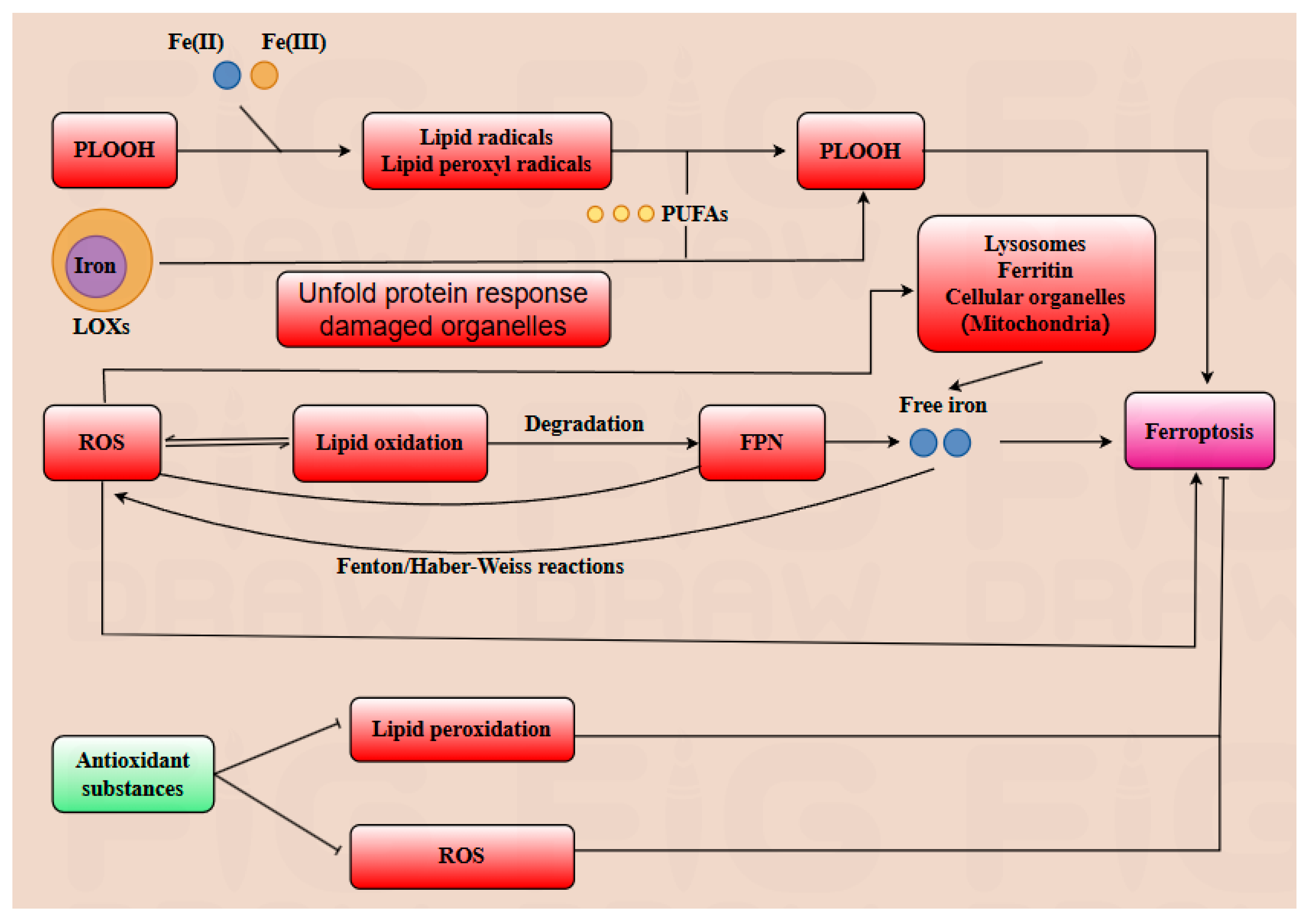 Antioxidants 14 00970 g002 Antioxidants 14 00970 g002