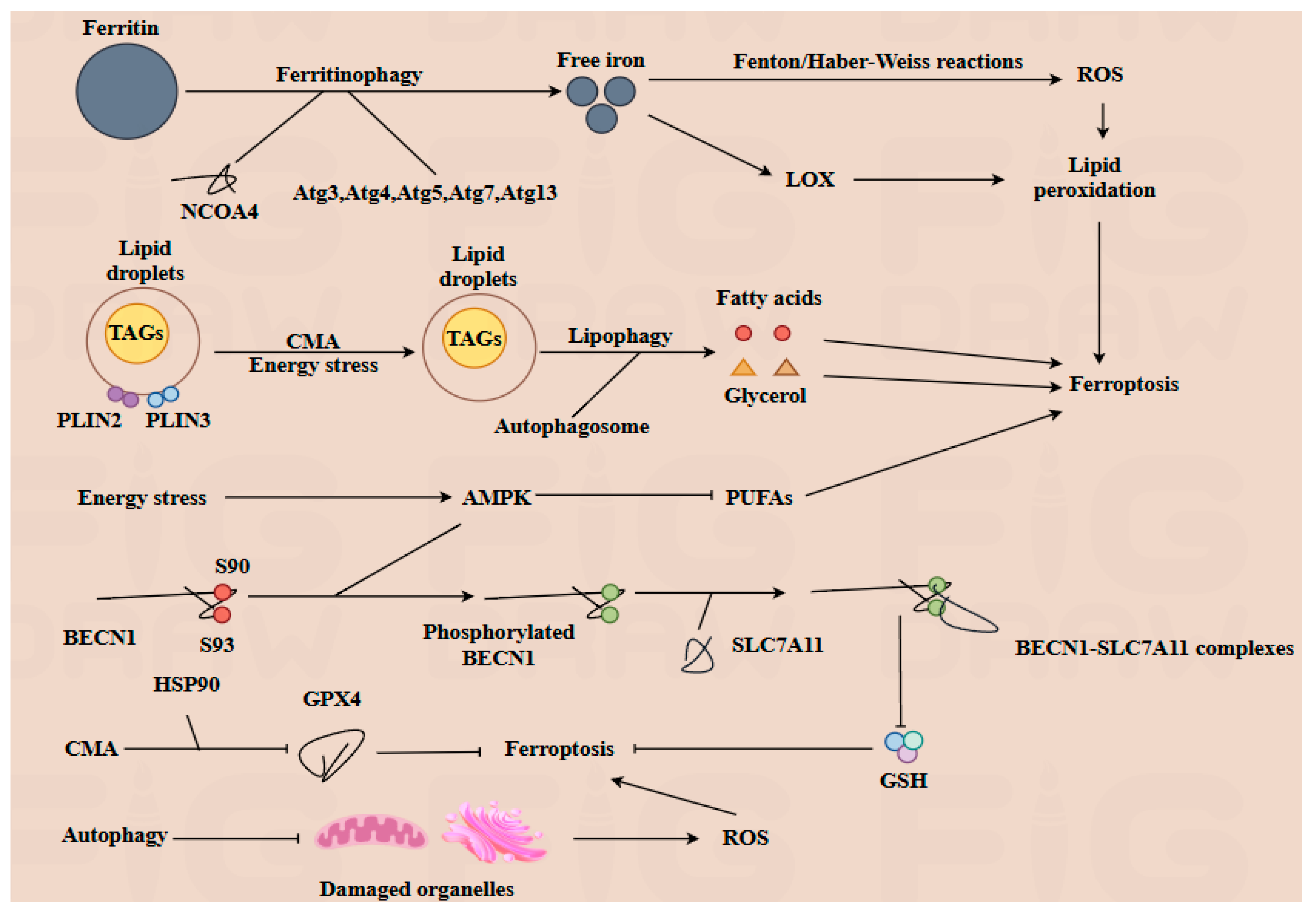 Antioxidants 14 00970 g003 Antioxidants 14 00970 g003