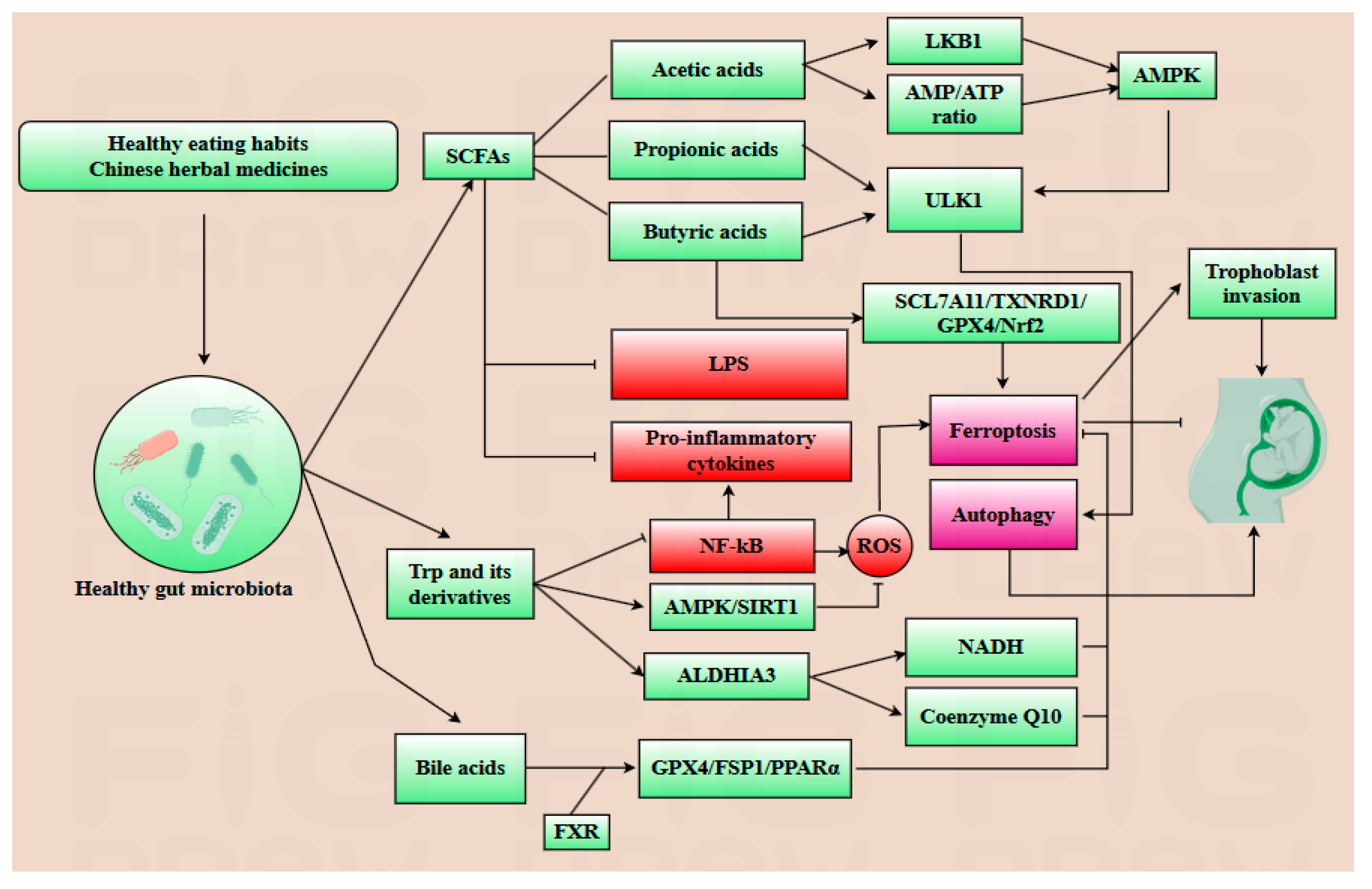 Antioxidants 14 00970 g004 Antioxidants 14 00970 g004