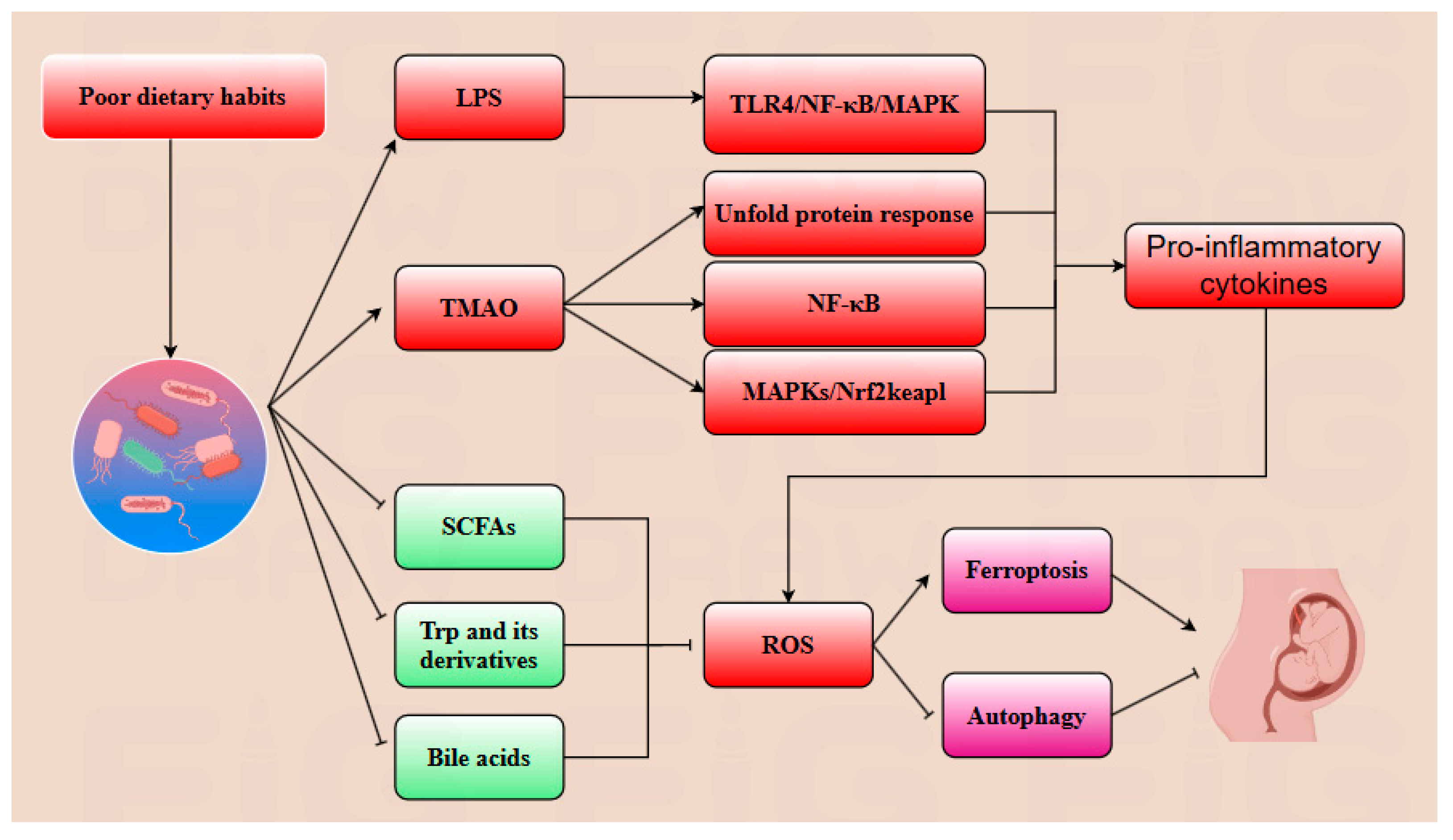 Antioxidants 14 00970 g005 Antioxidants 14 00970 g005