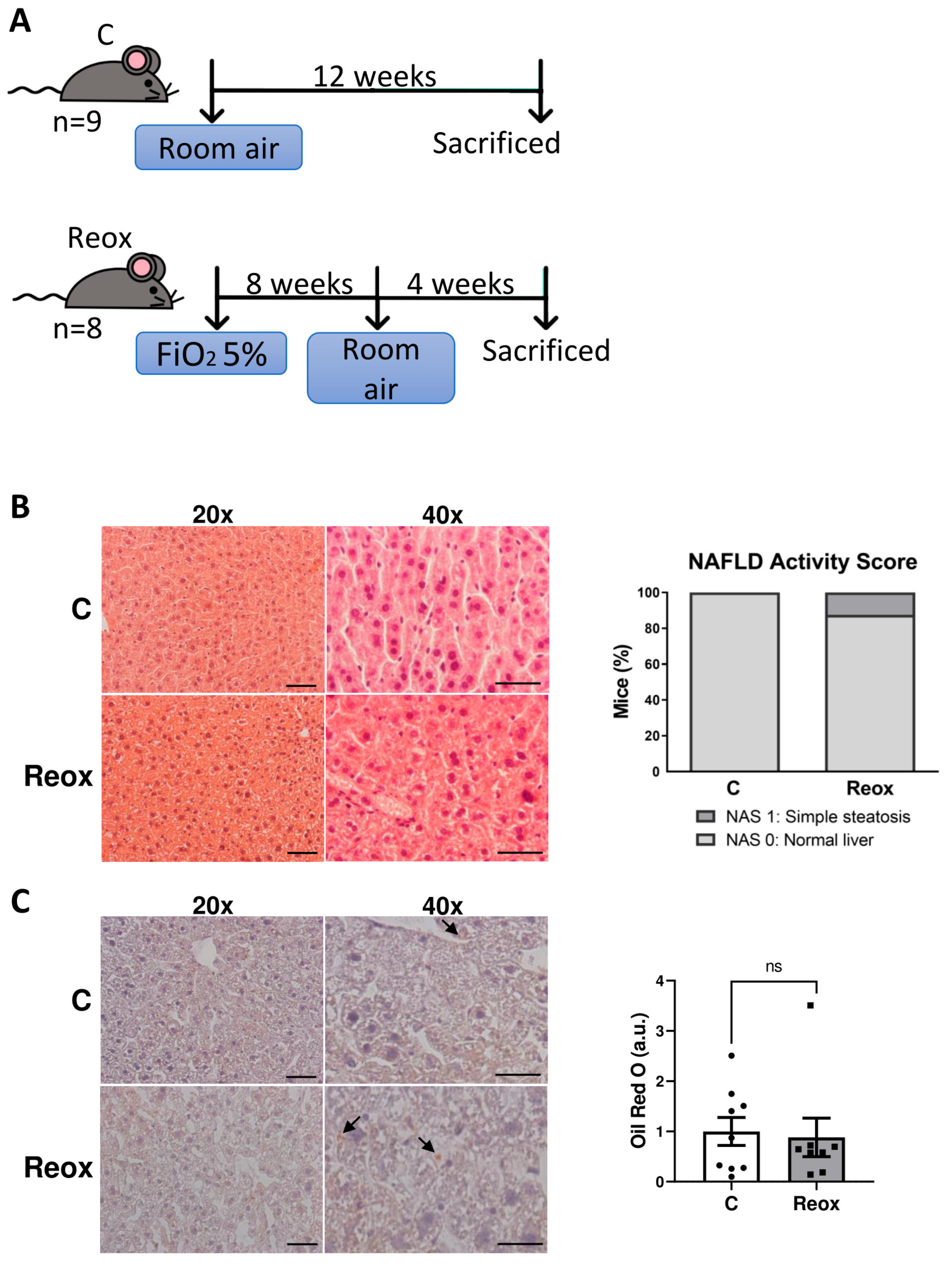 Antioxidants 14 00971 g002