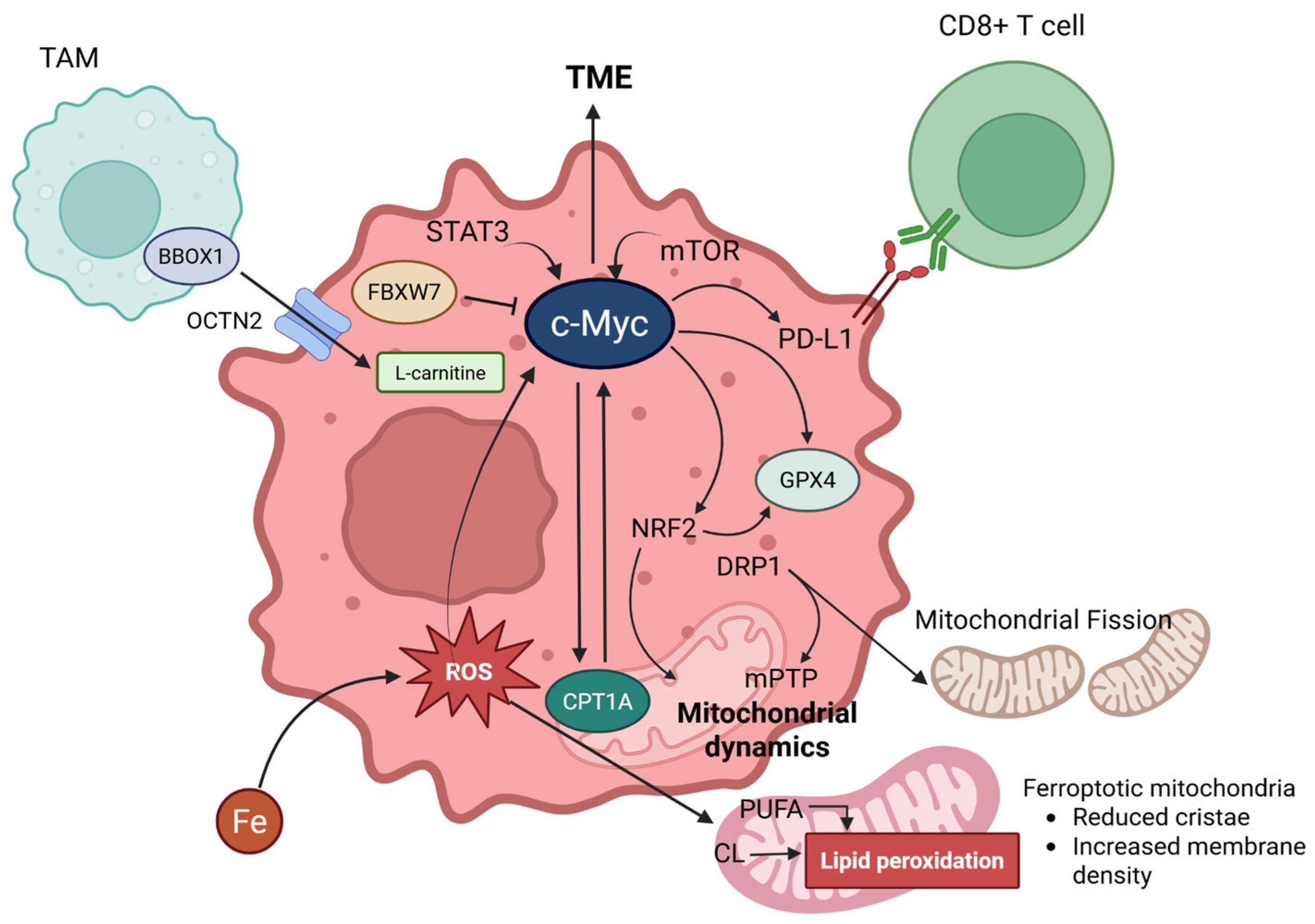 Carnitine Shuttle and Ferroptosis in Cancer