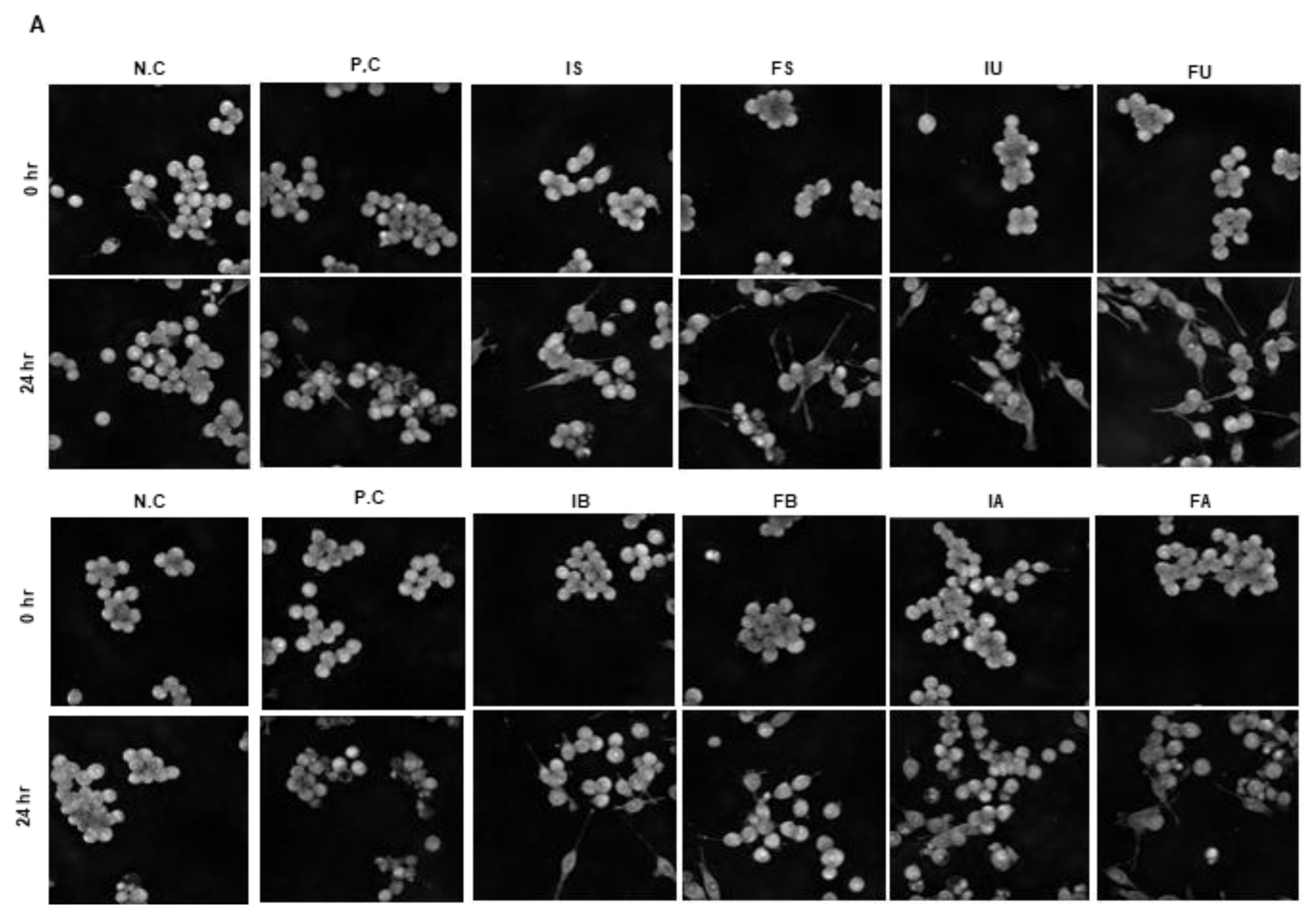 Antioxidants 14 00976 g003a