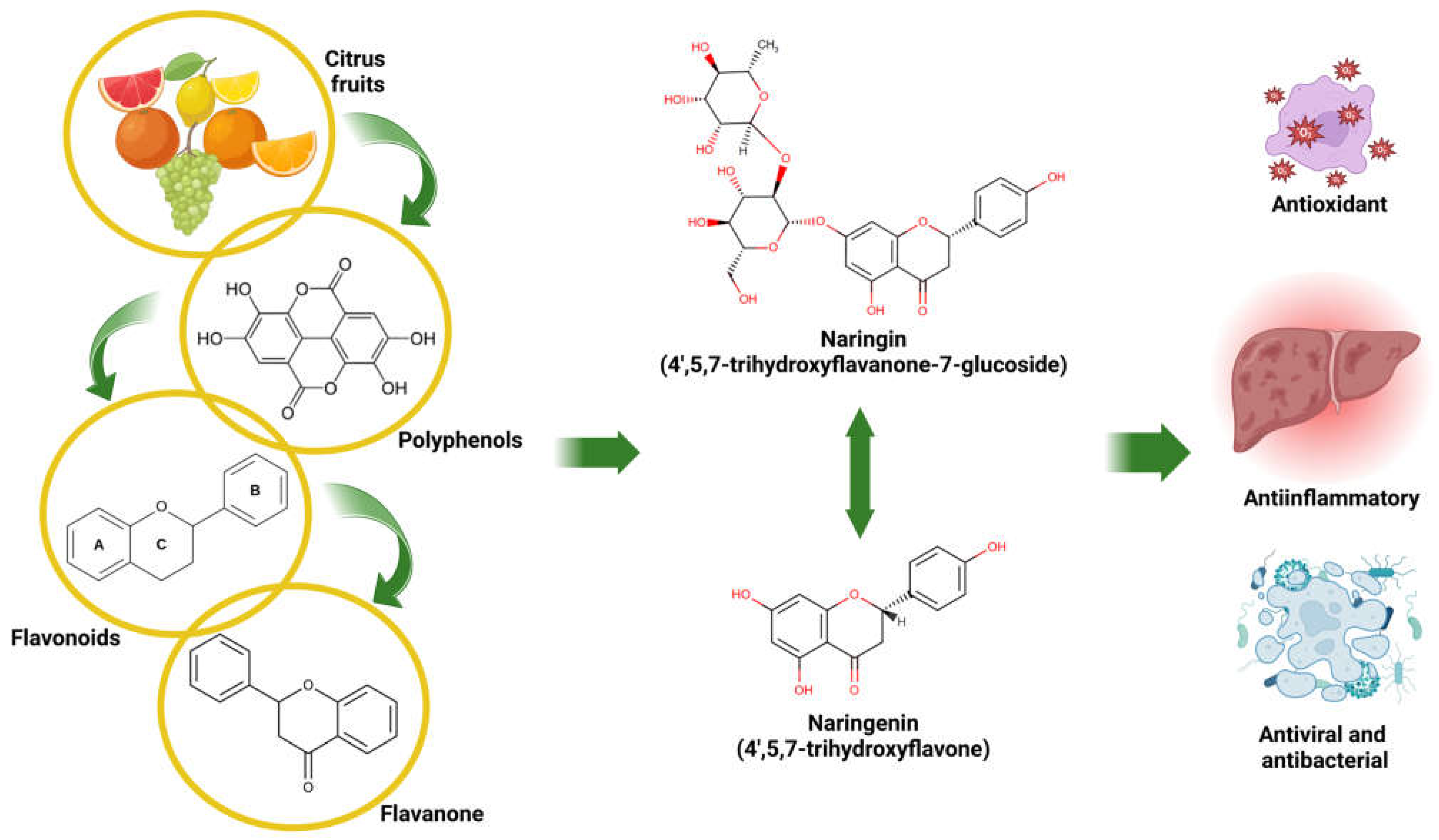 Antioxidants 14 00979 g001 Antioxidants 14 00979 g001