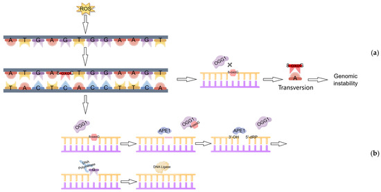Molecular Duality of OGG1: From Genomic Guardian to Redox